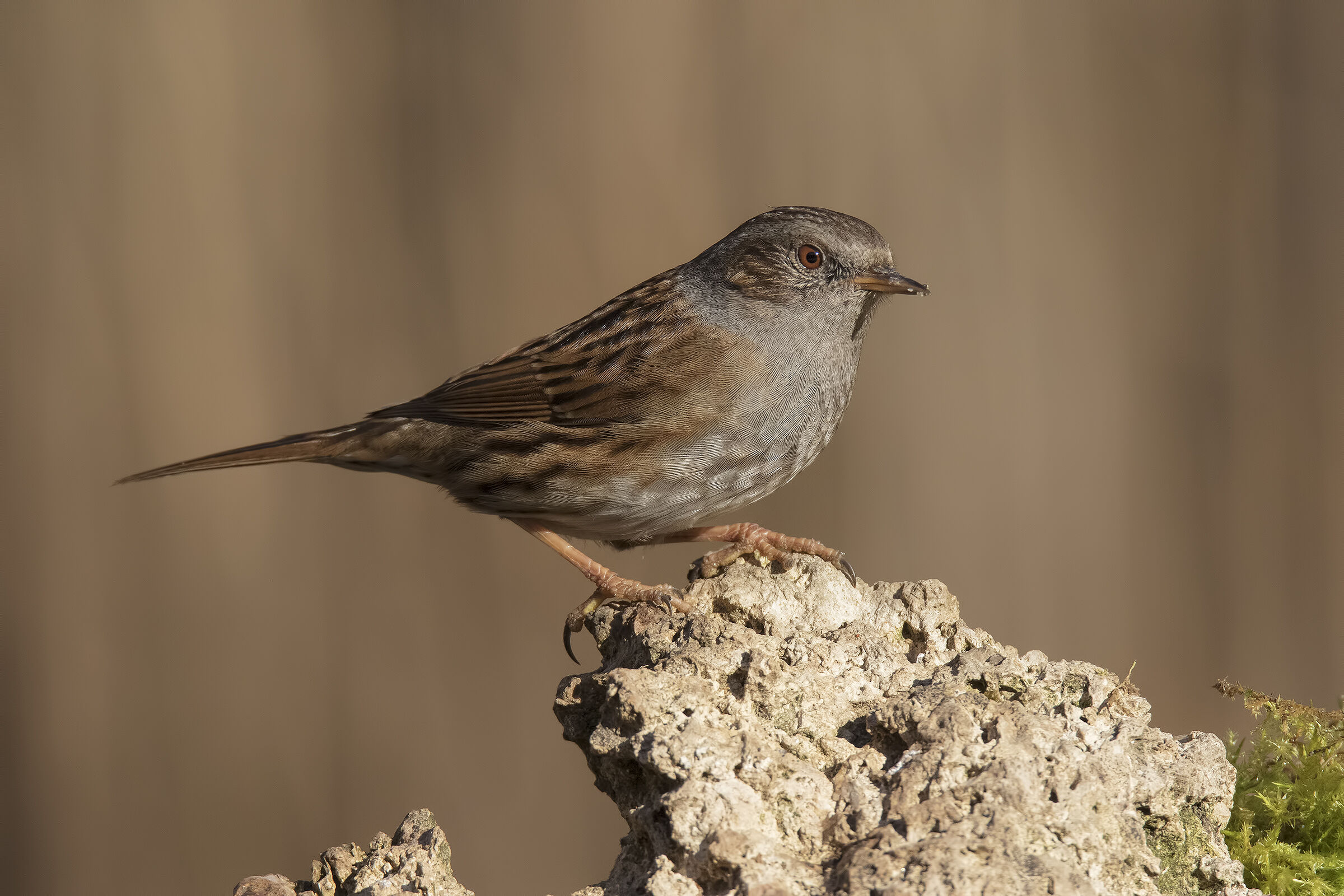 Dunnock