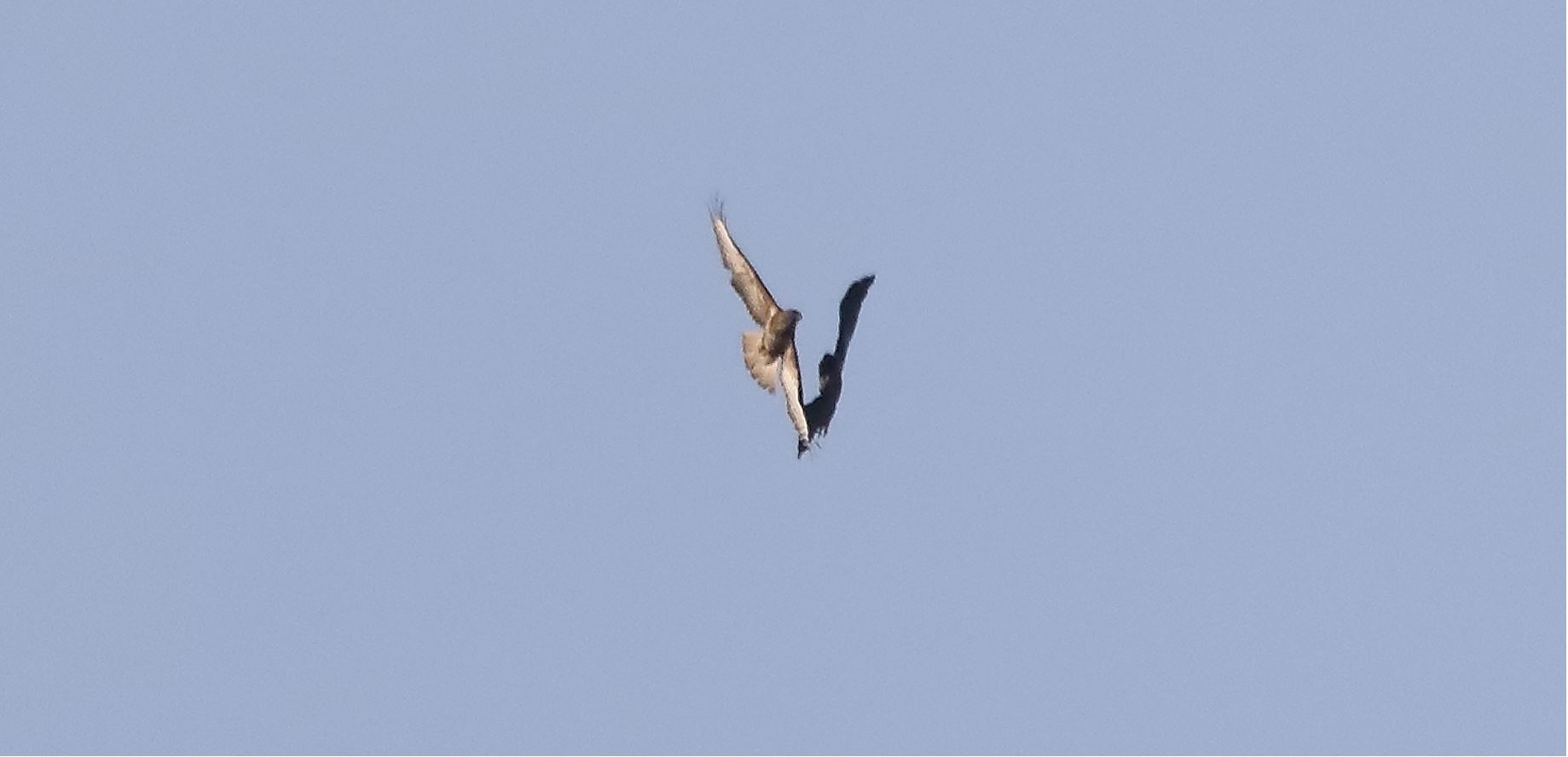 Buzzard 20-03-2022