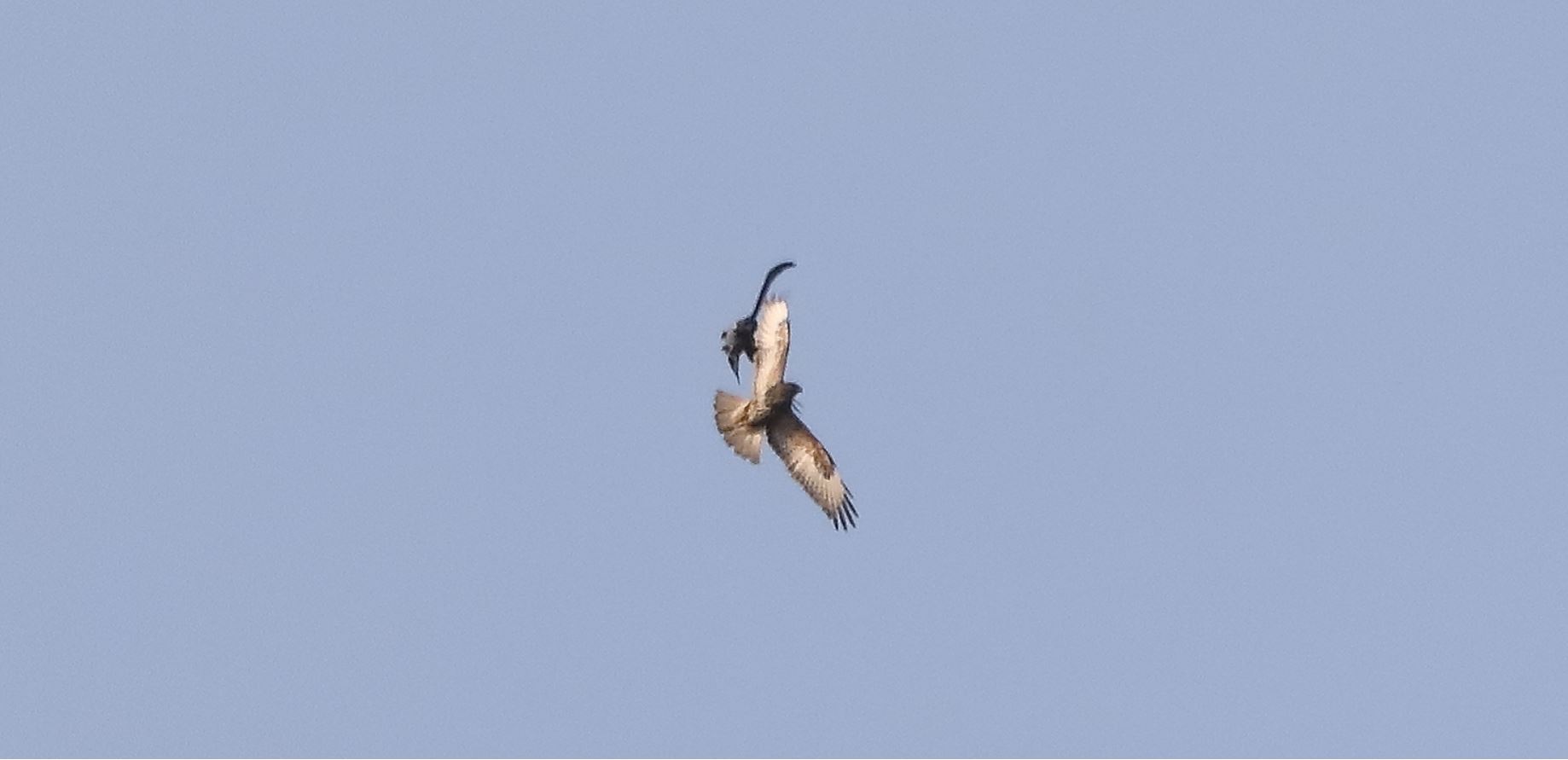 Buzzard 20-03-2022