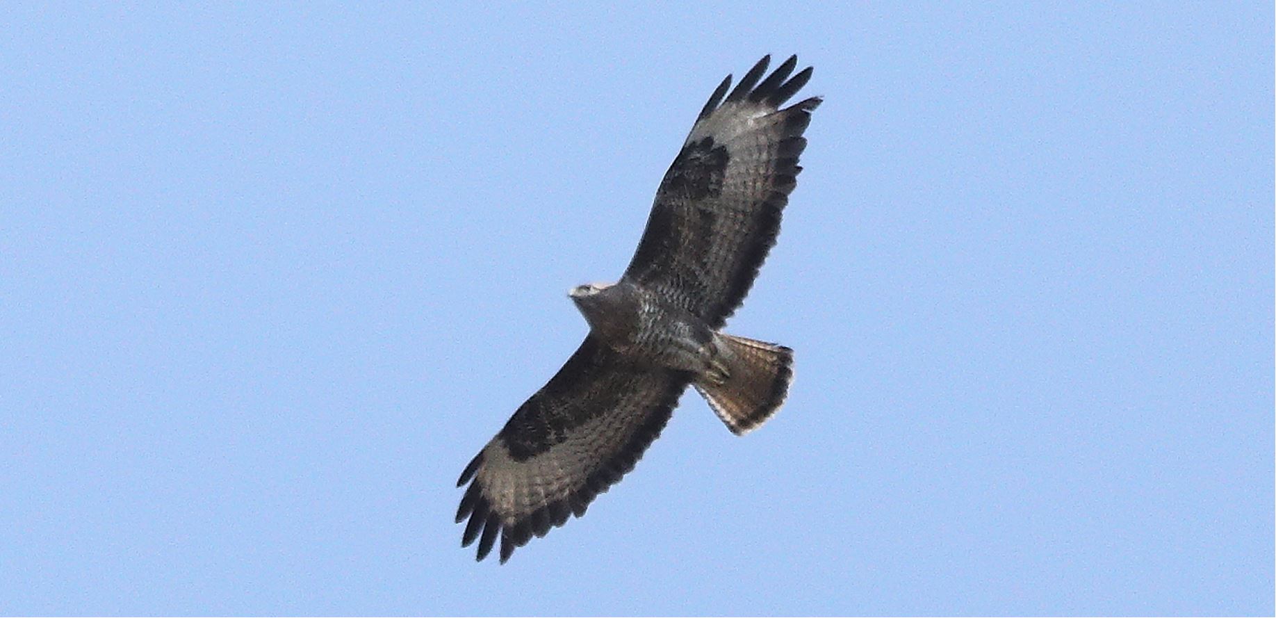 Buzzard 20-03-2022