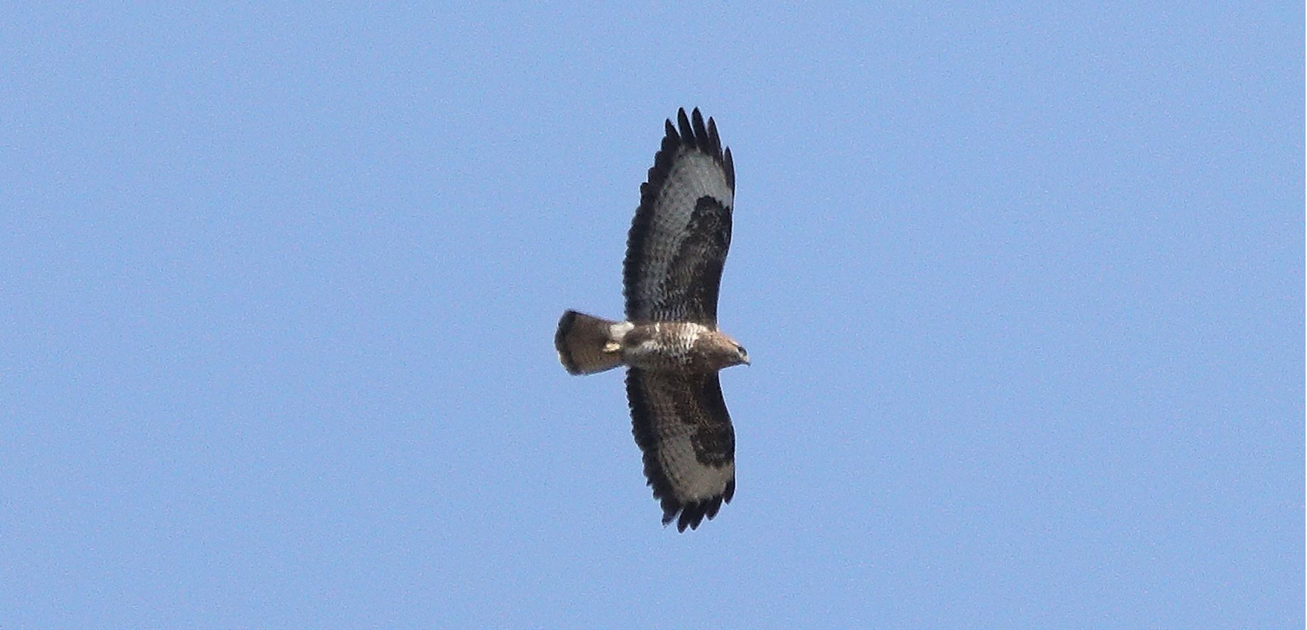 Buzzard 20-03-2022