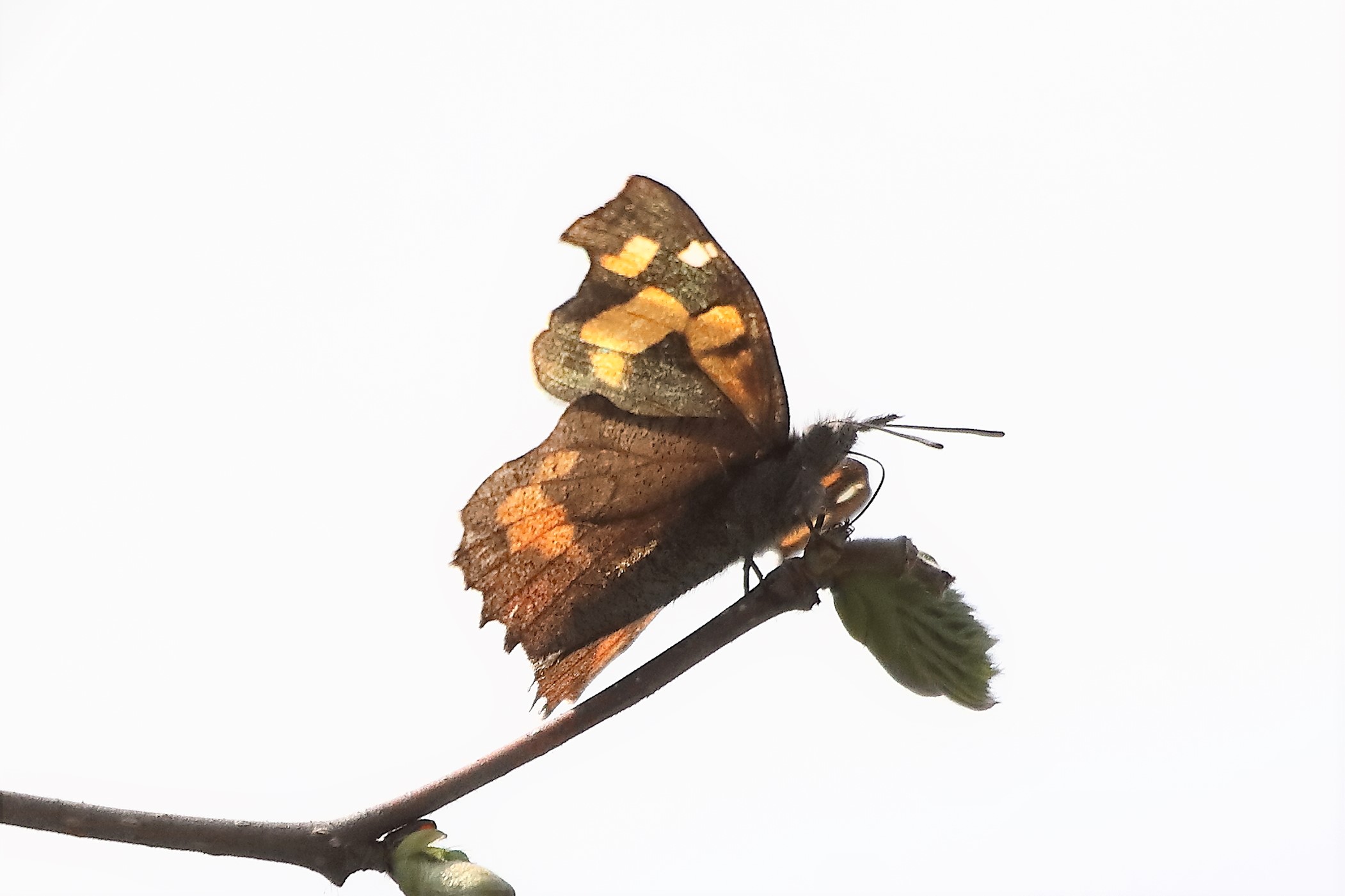 butterfly 21-03-2022