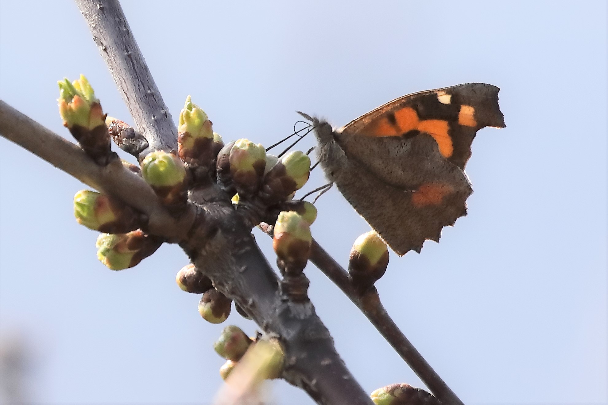 butterfly 21-03-2022