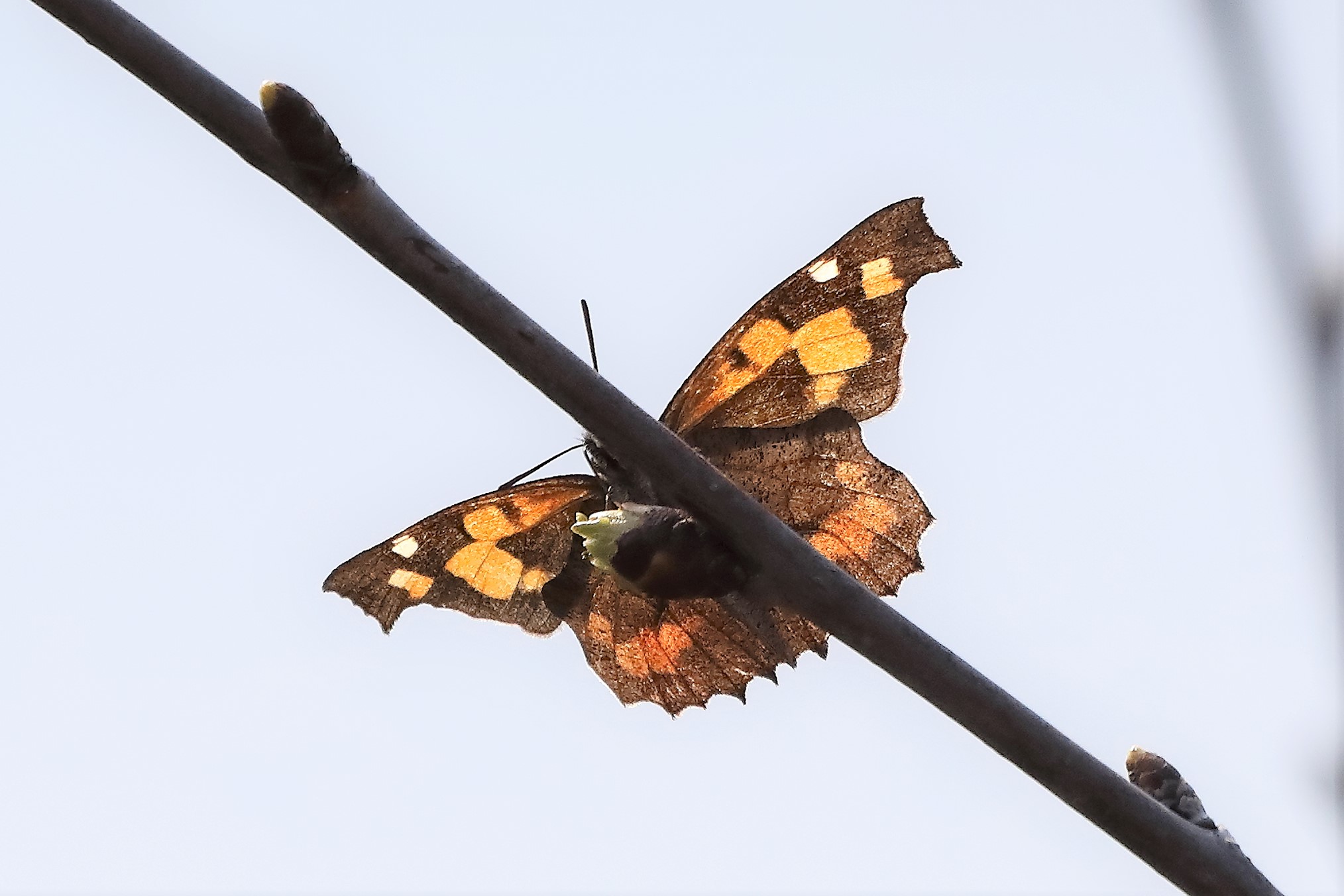 butterfly 21-03-2022