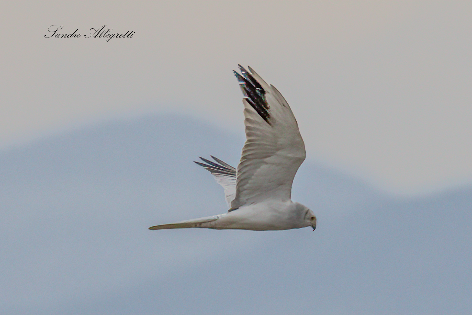 Pale harrier