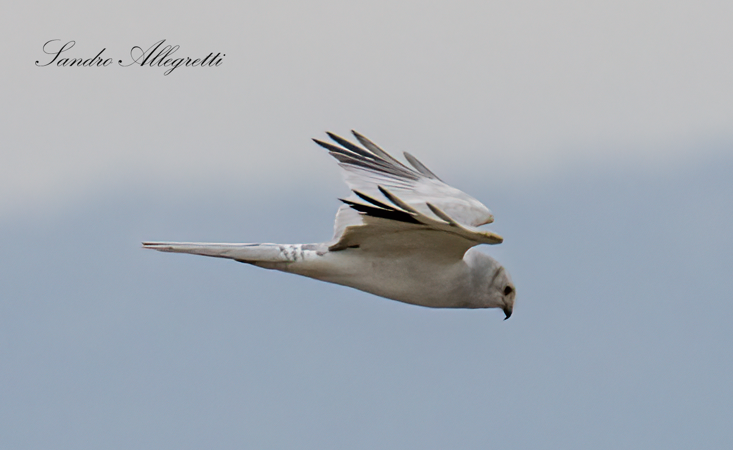 Pale harrier