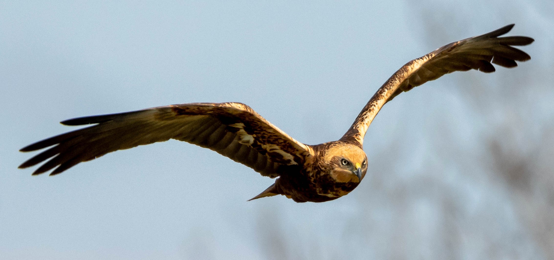 Falco di palude femmina