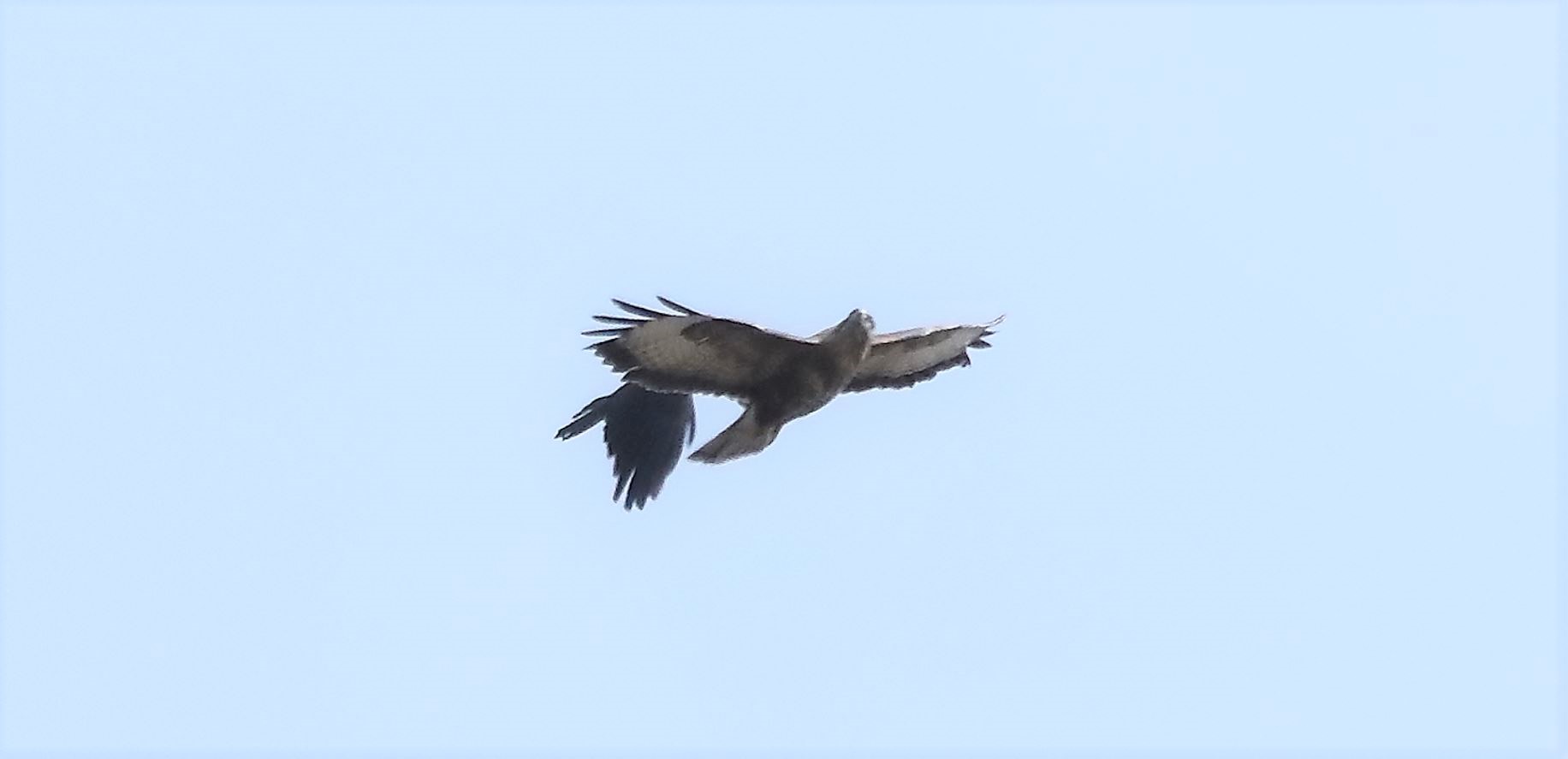 Buzzard 21-03-2022