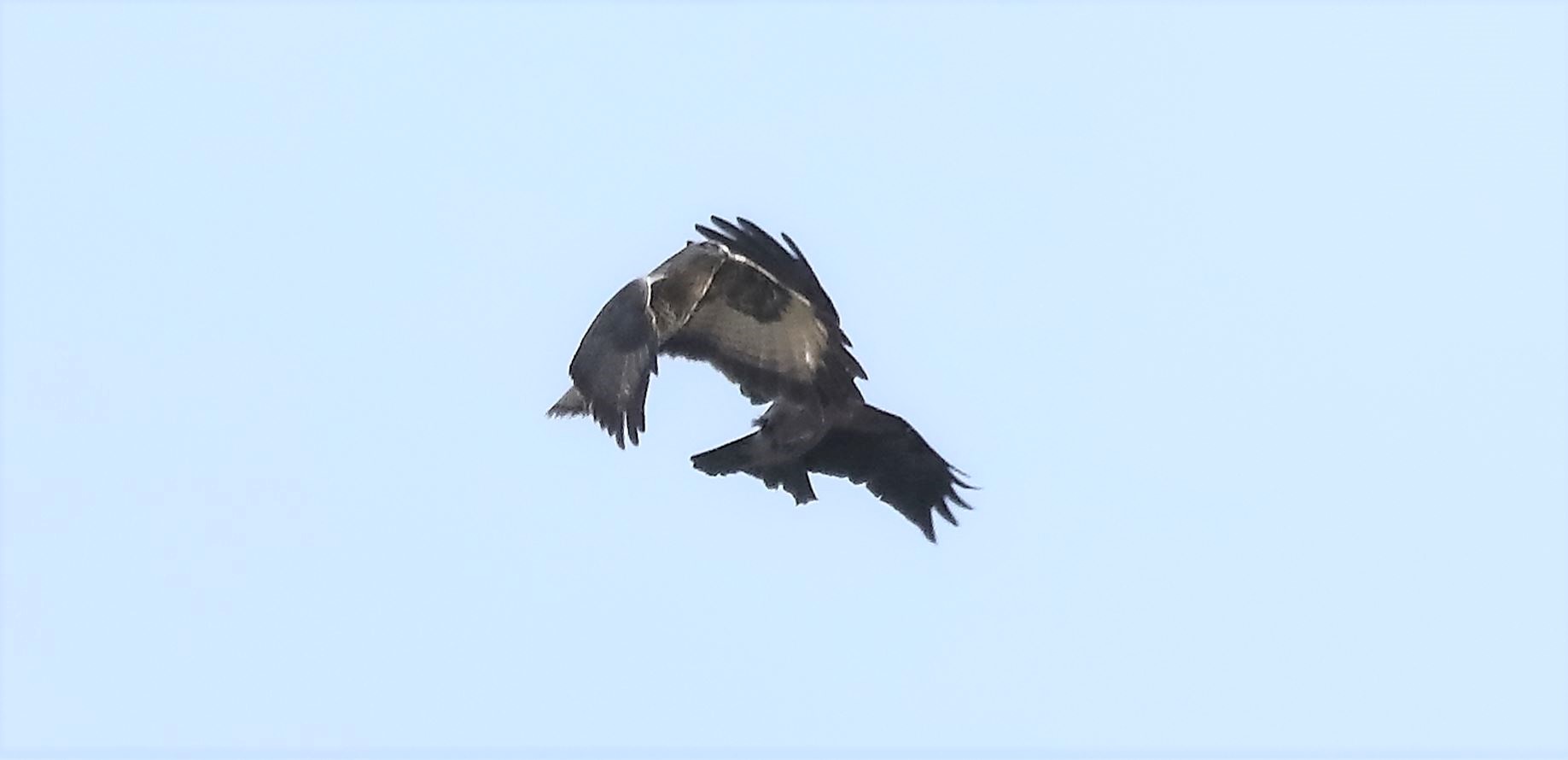 Buzzard 21-03-2022