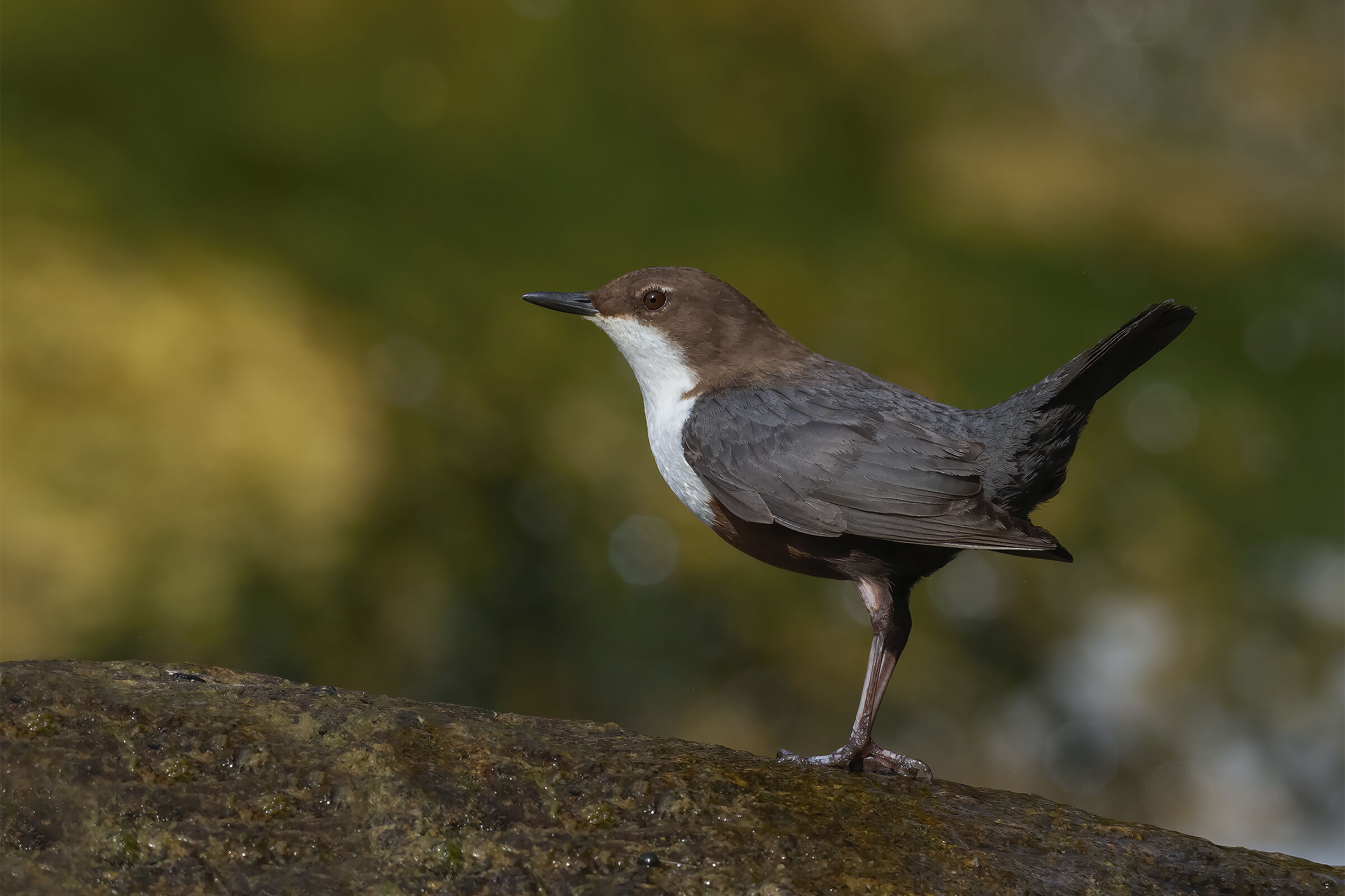 White-throated dipper....