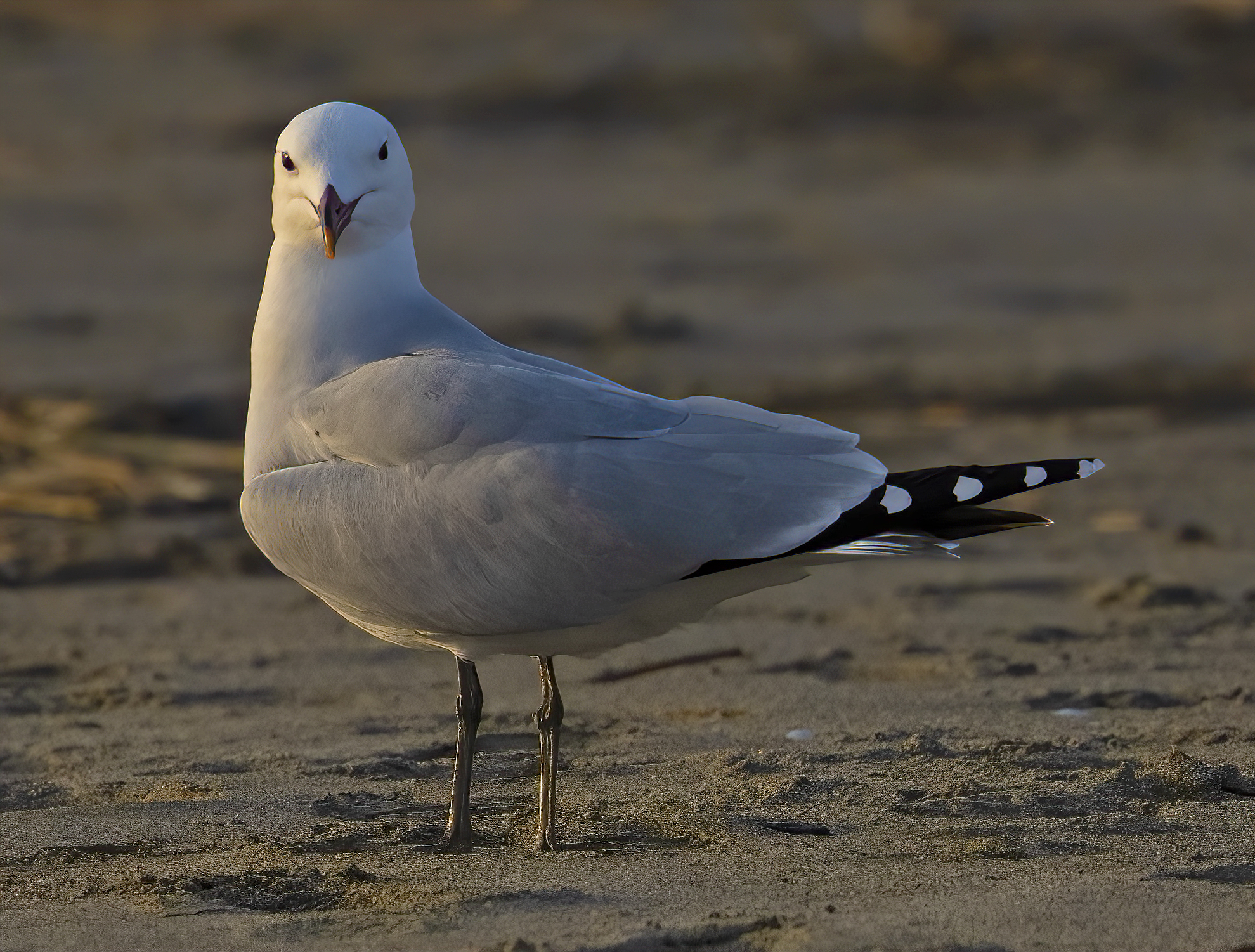 a look before departure - Corsican seagull