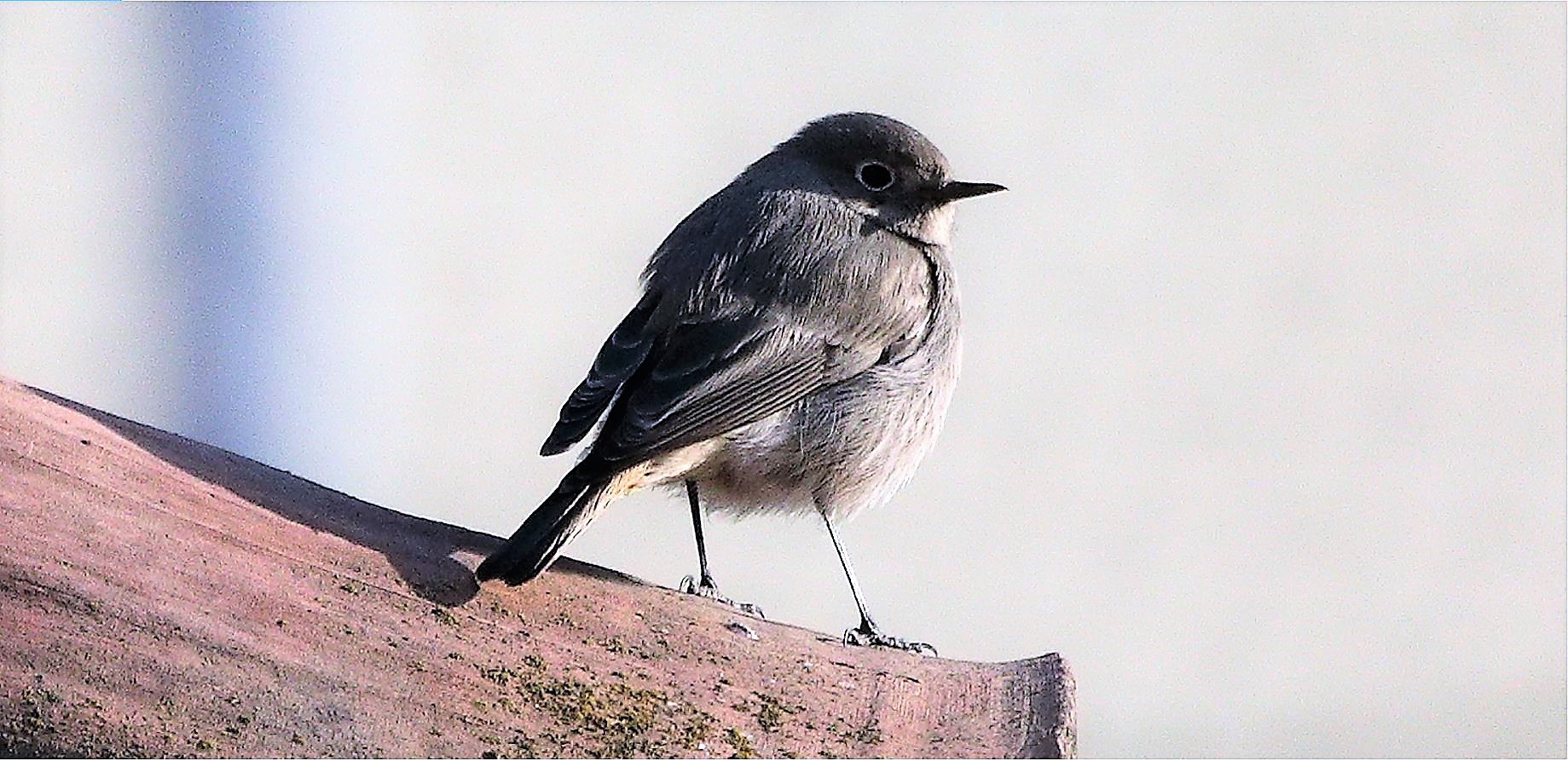 redstart 22-03-2022
