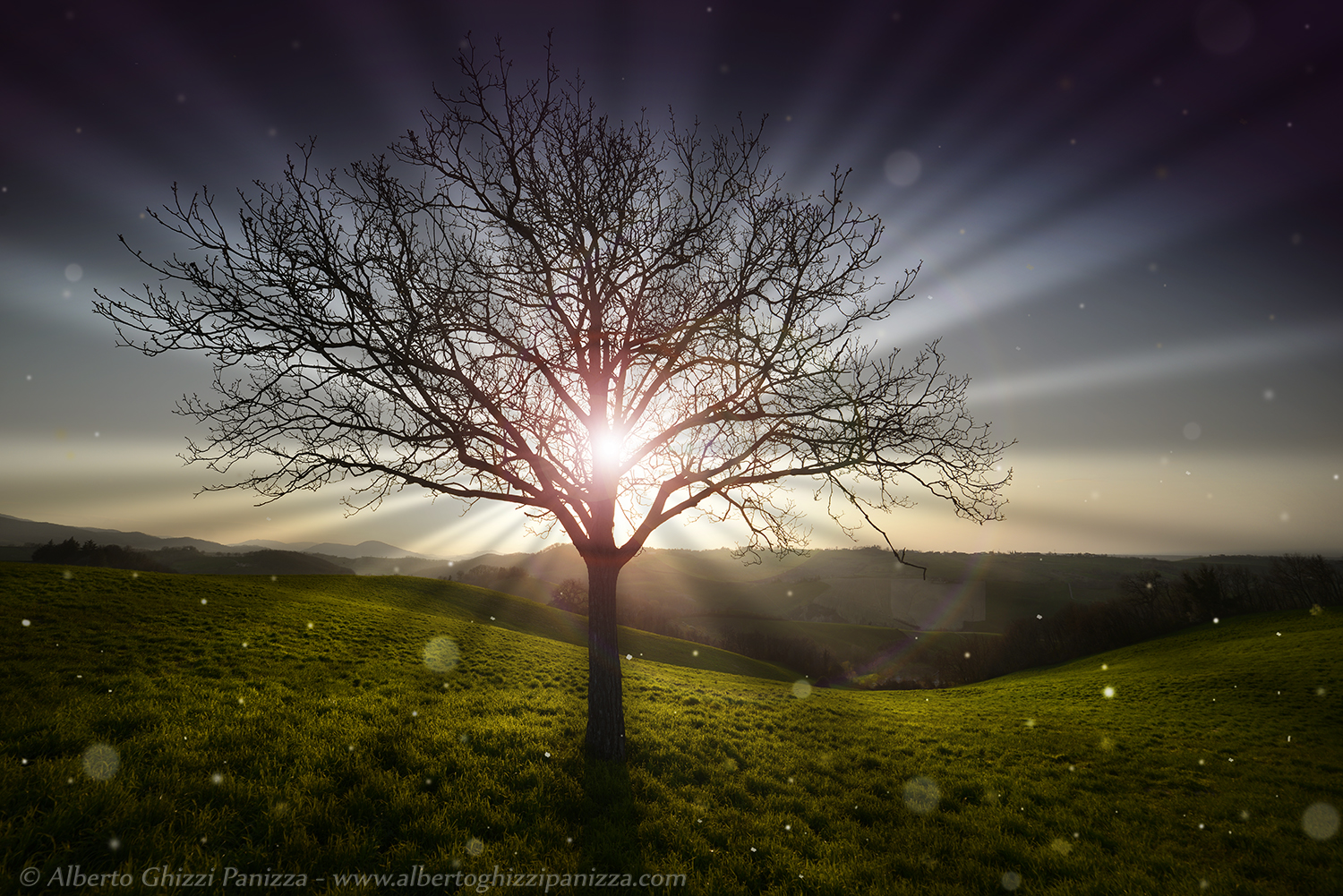 Ti porterò a vedere l'Albero dei sogni