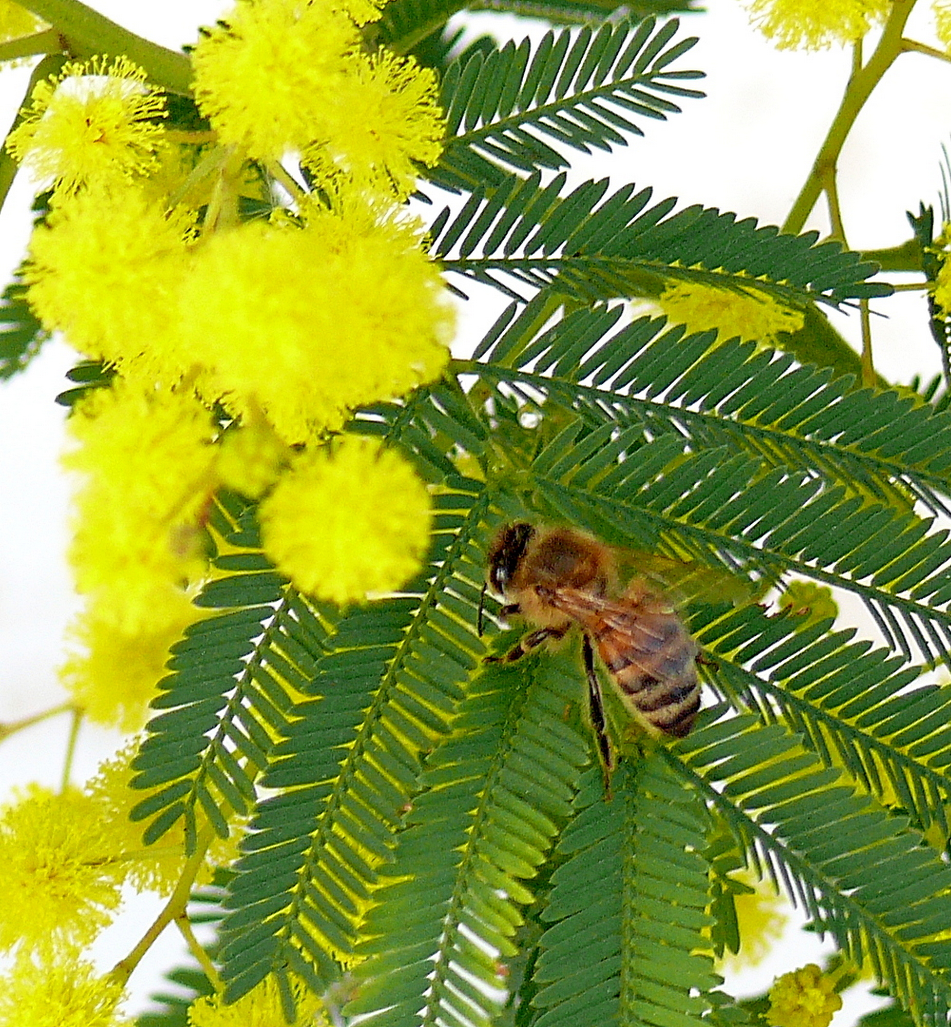 ApeMimosa