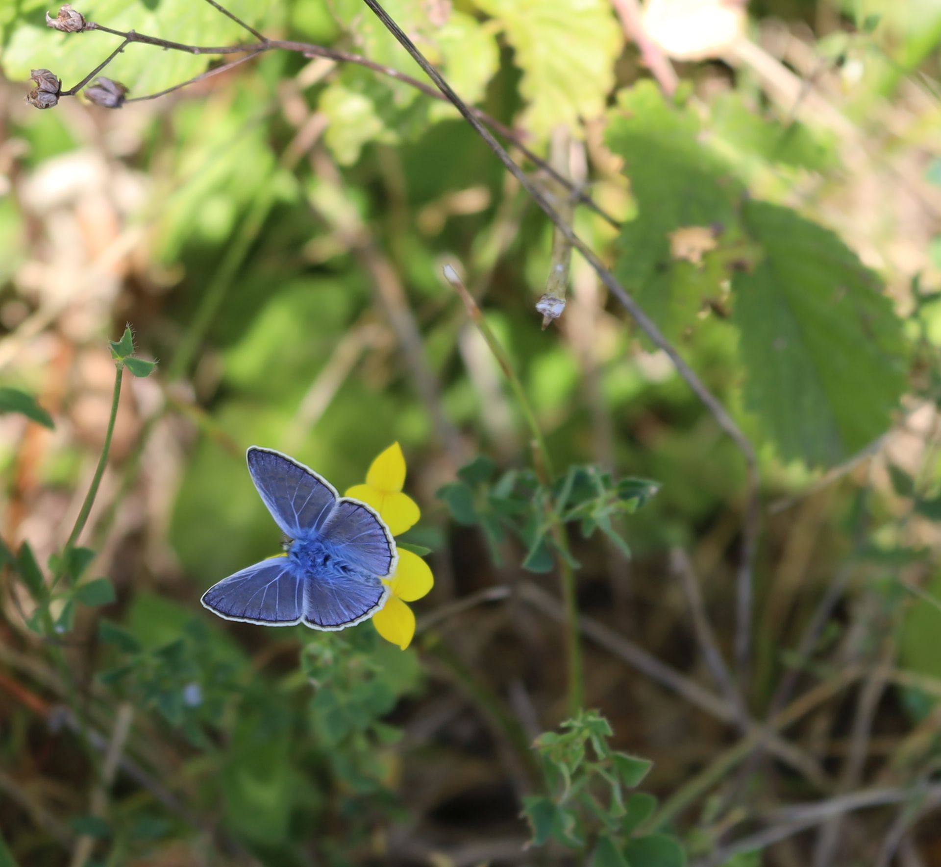 the little blue butterfly - little blue butterfly