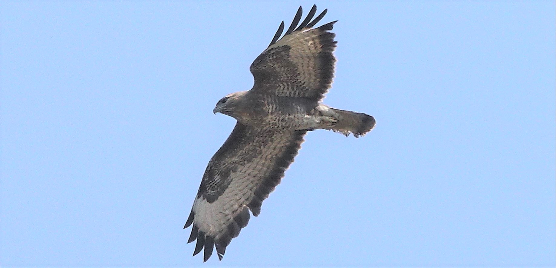 Buzzard 22-03-2022