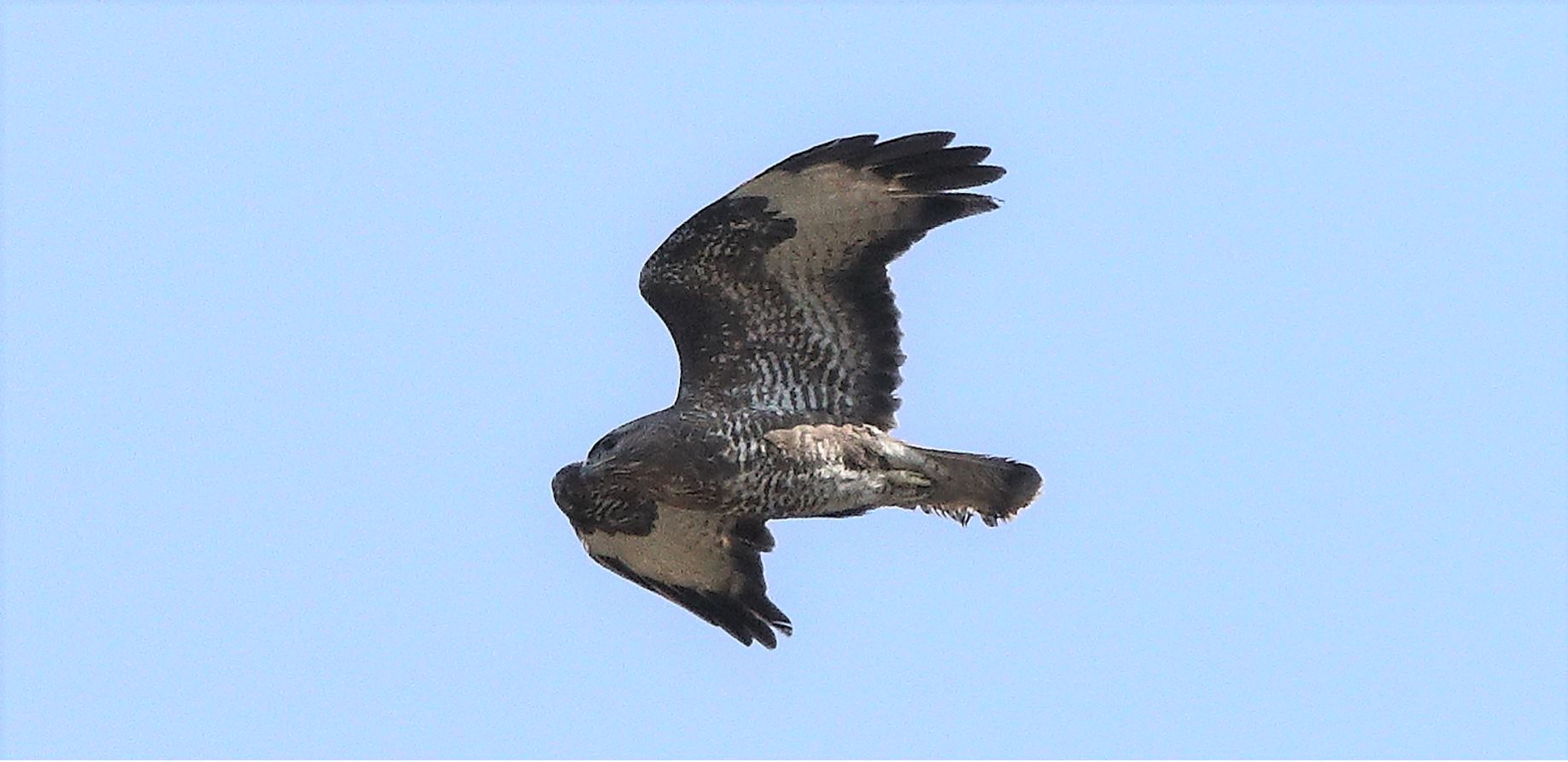 Buzzard 22-03-2022