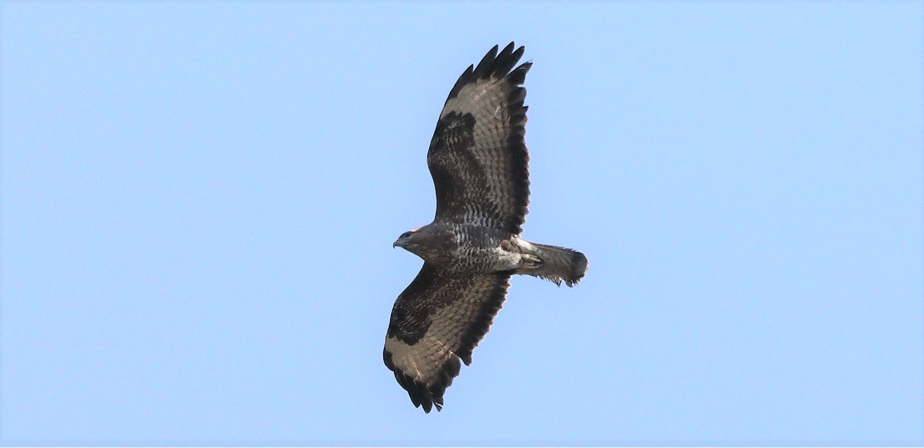 Buzzard 22-03-2022