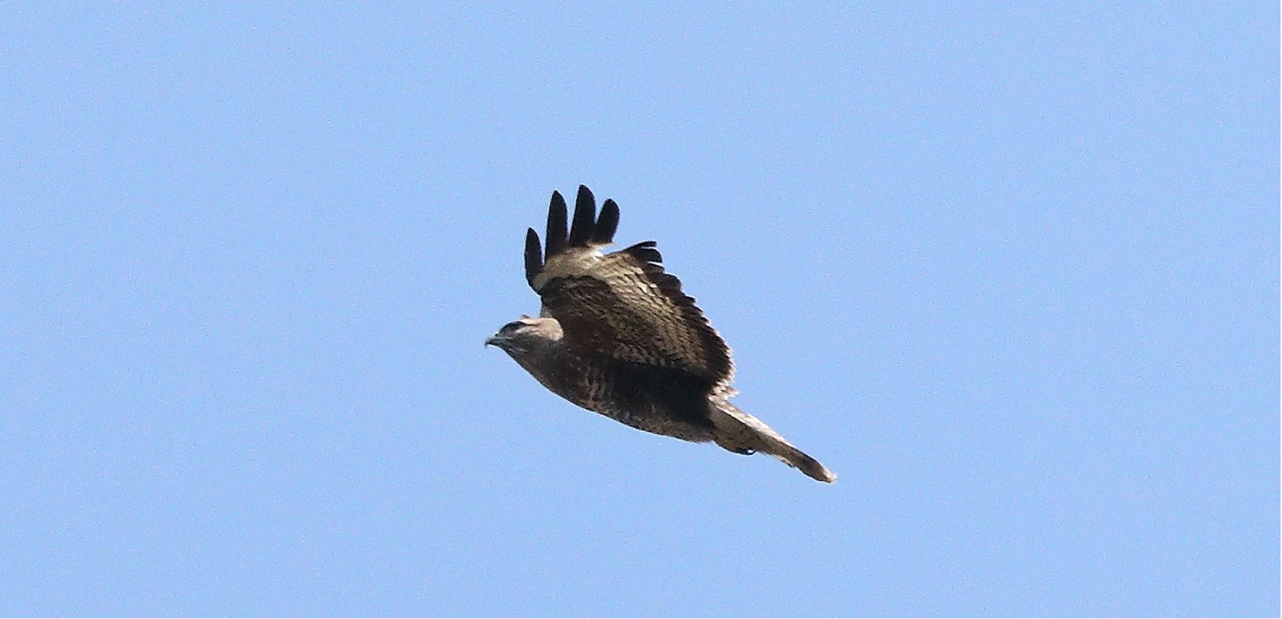 Buzzard 22-03-2022