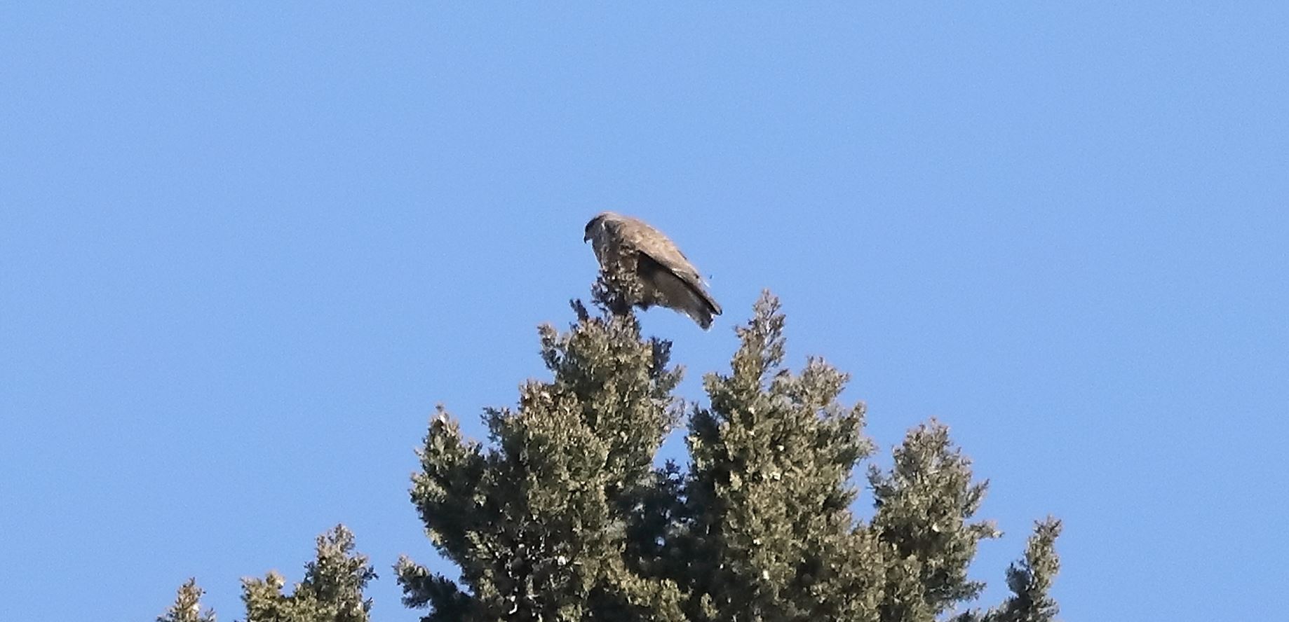 buzzard 24-03-2022