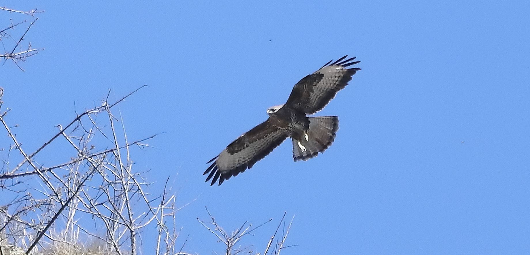 Buzzard 24-03-2022