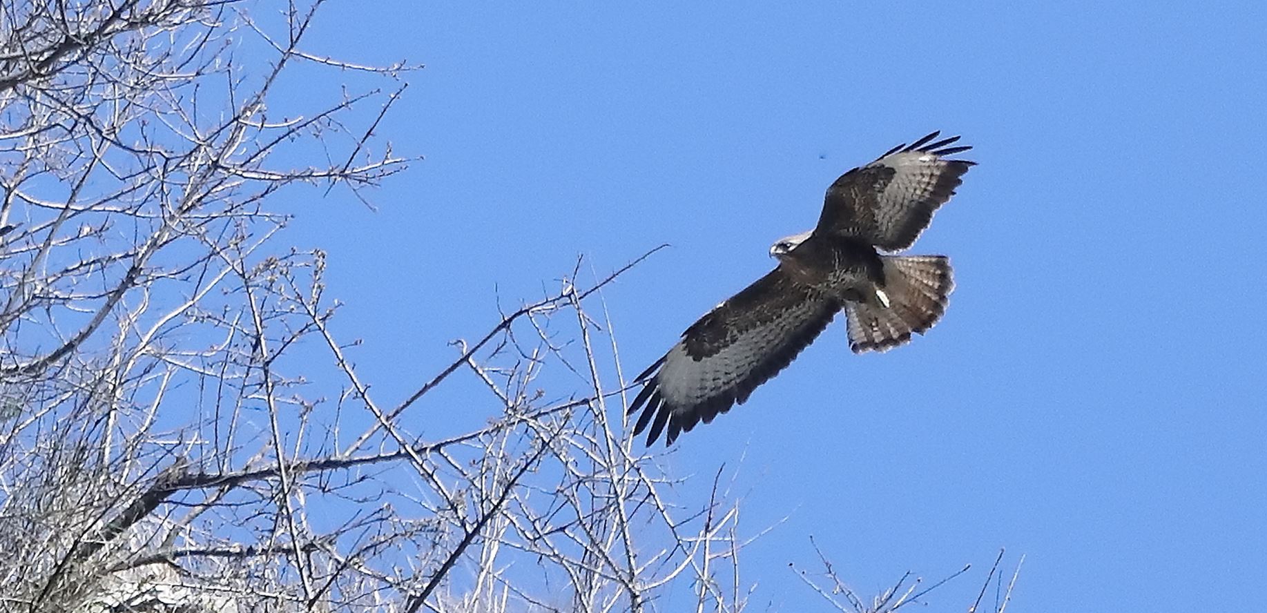 Buzzard 24-03-2022