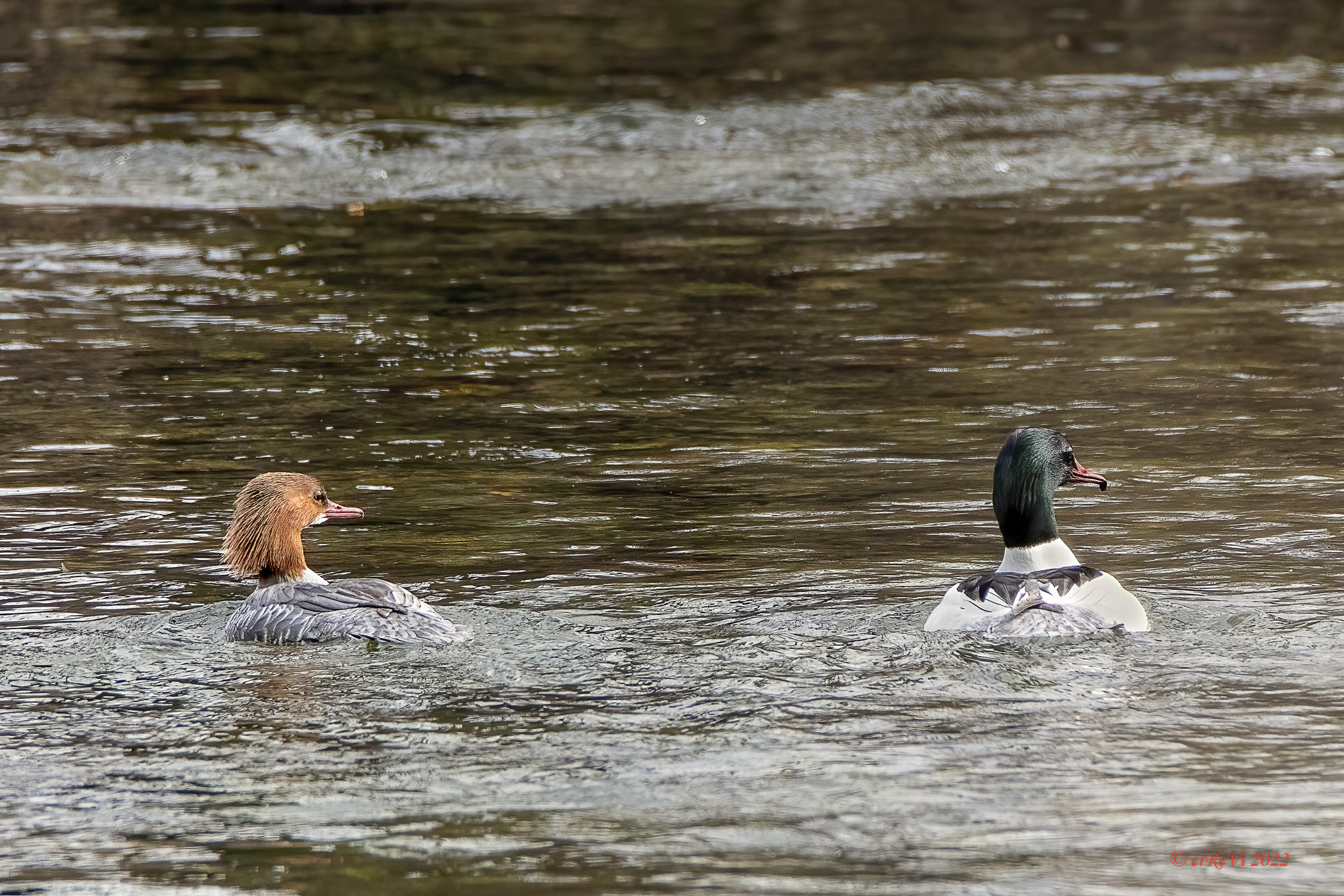 Merganser more torque