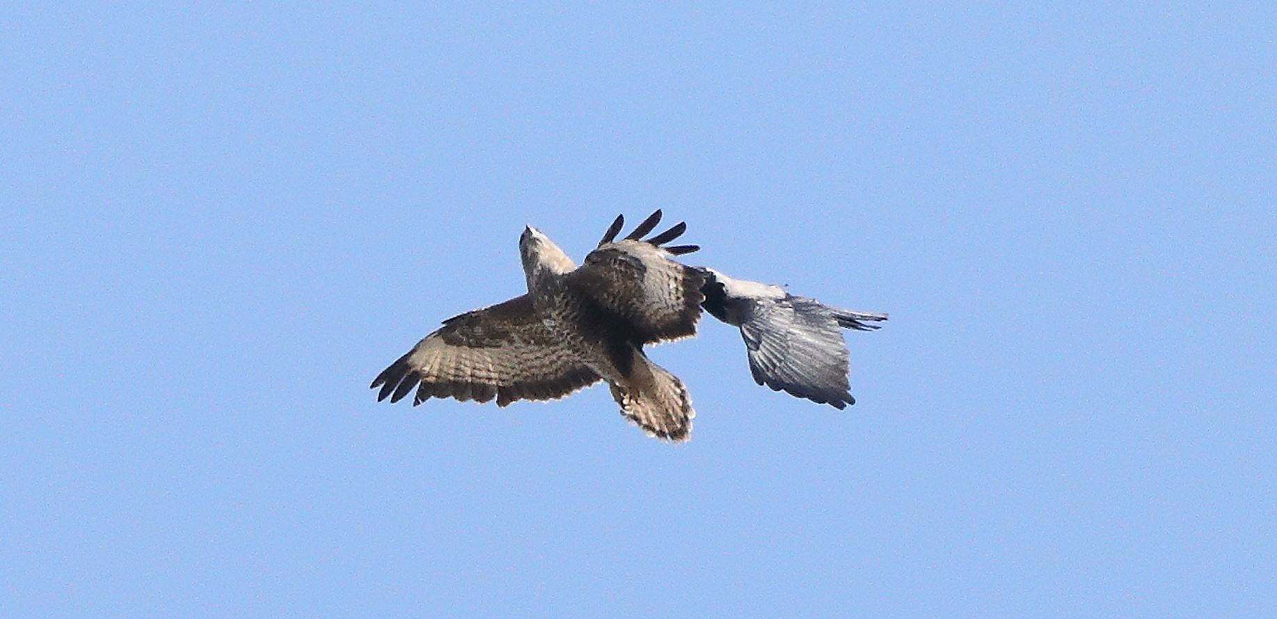 Buzzard 22-03-2022