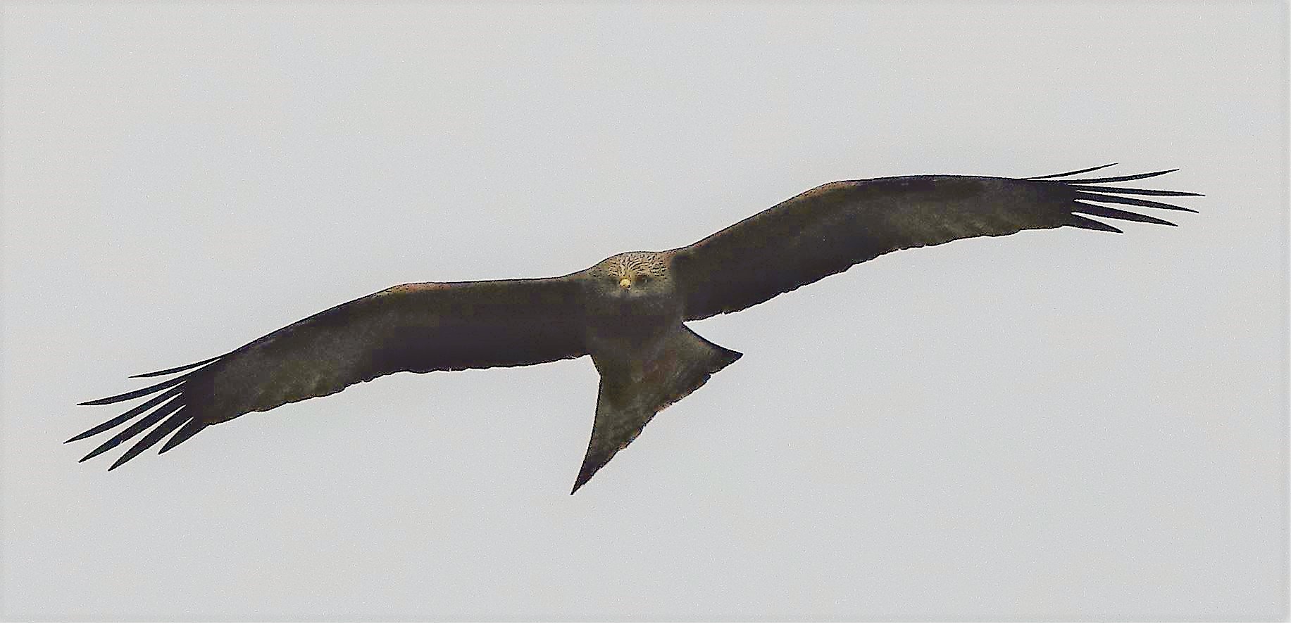Black kite 30-03-2022