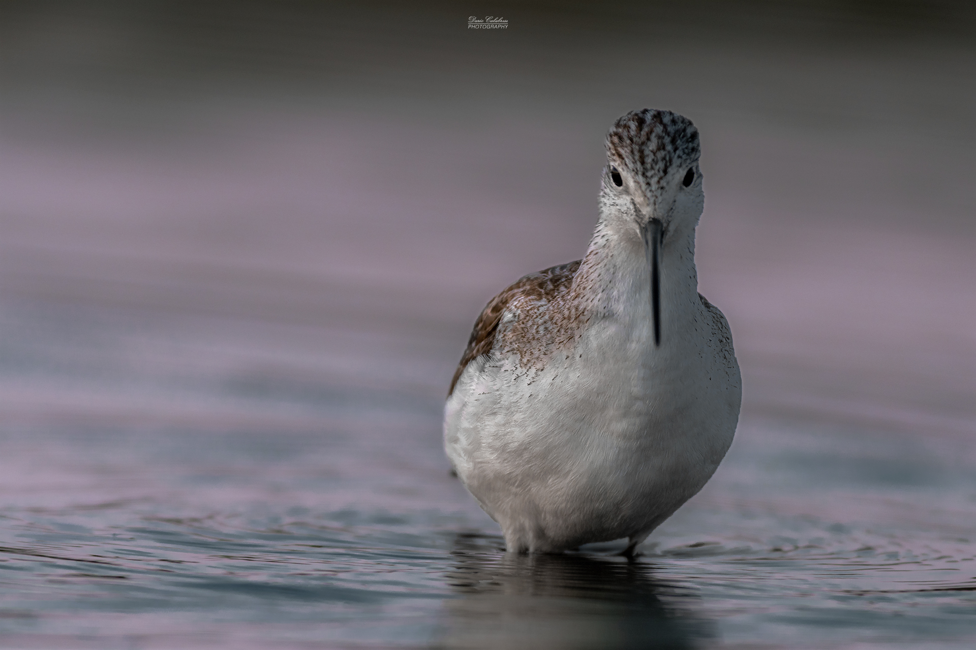 Greenshank