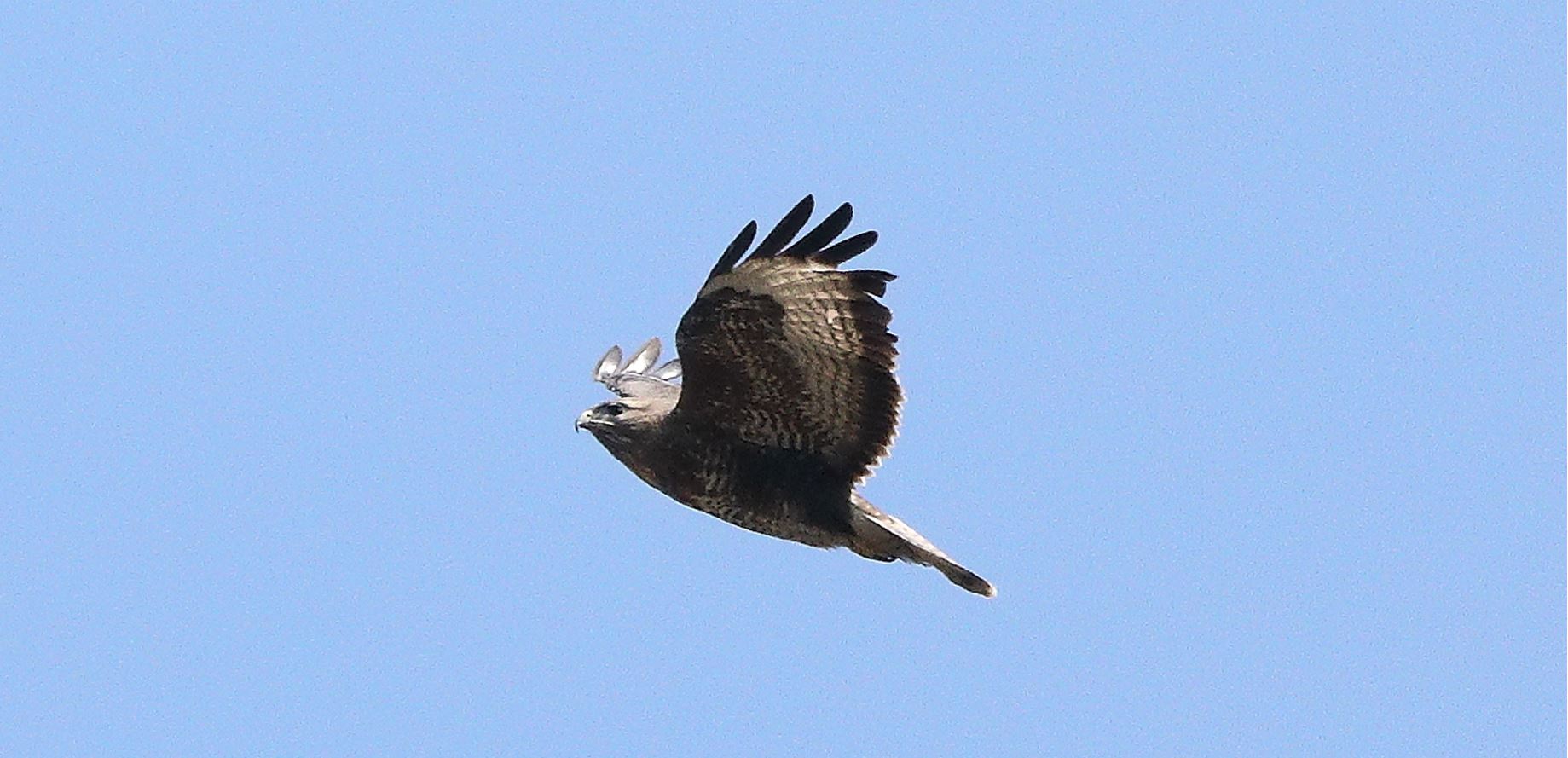 Buzzard 22-03-2022