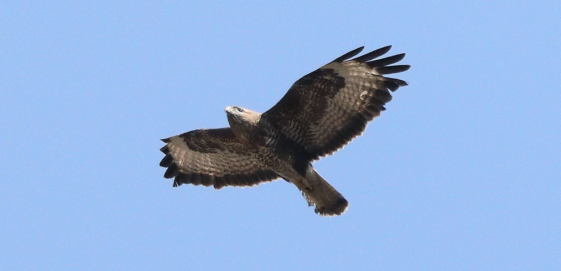 Buzzard 22-03-2022
