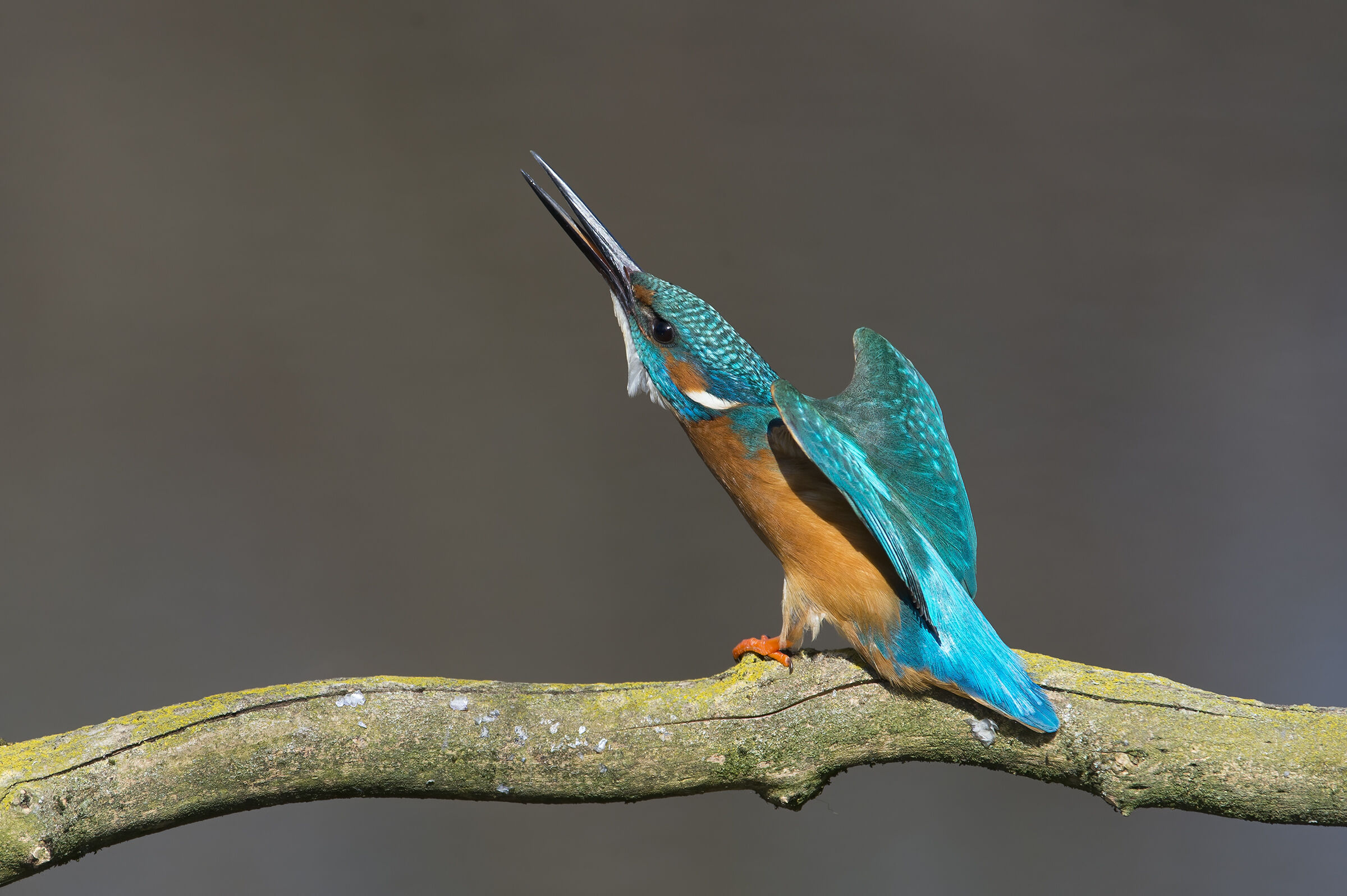 Kingfisher (Alcedo atthis)
