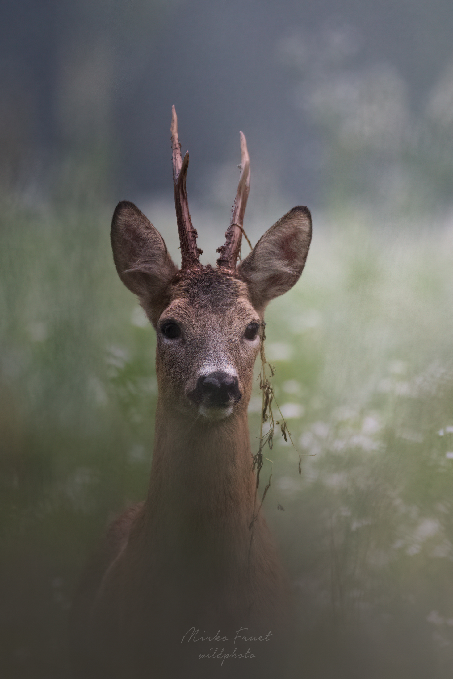 Capriolo