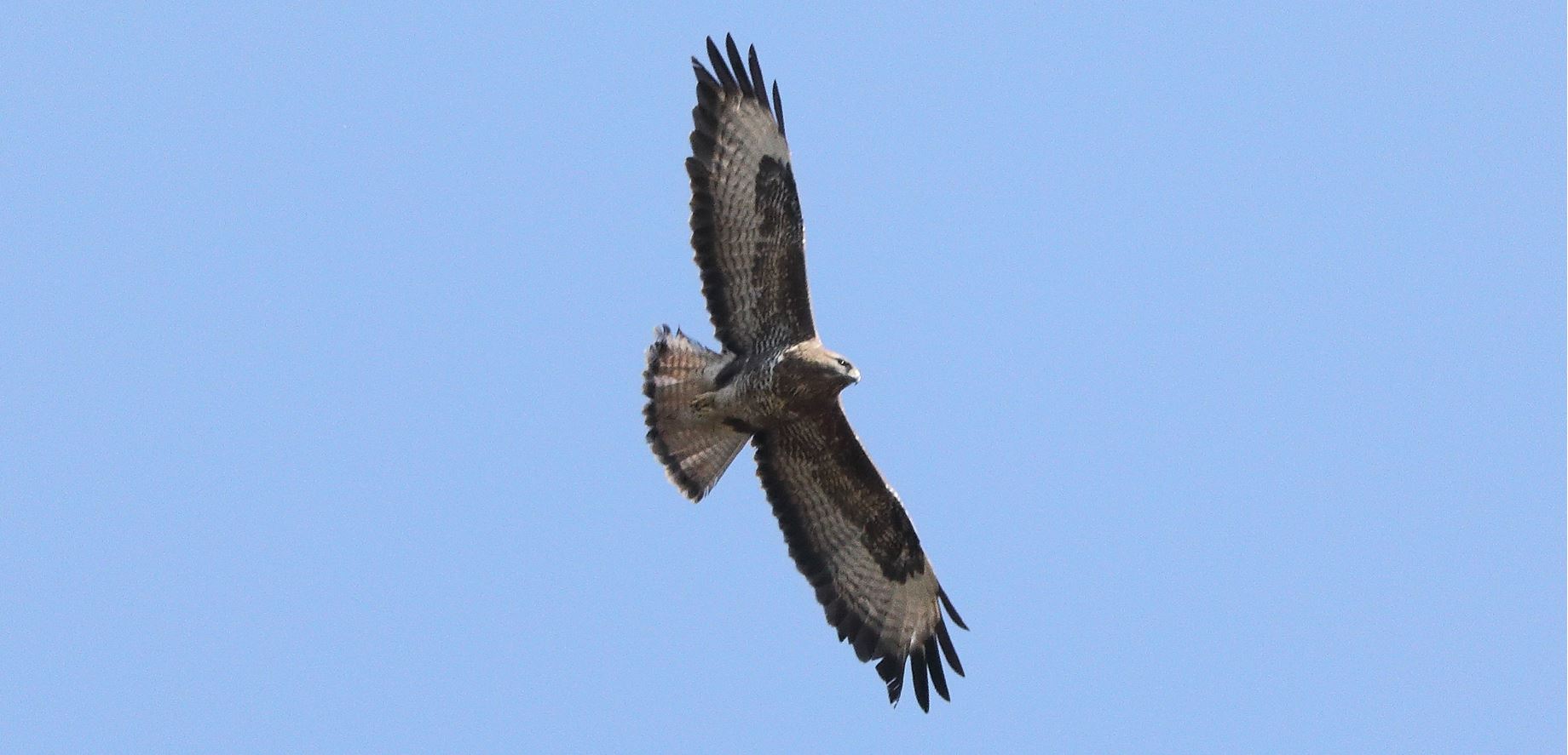Buzzard 22-03-2022