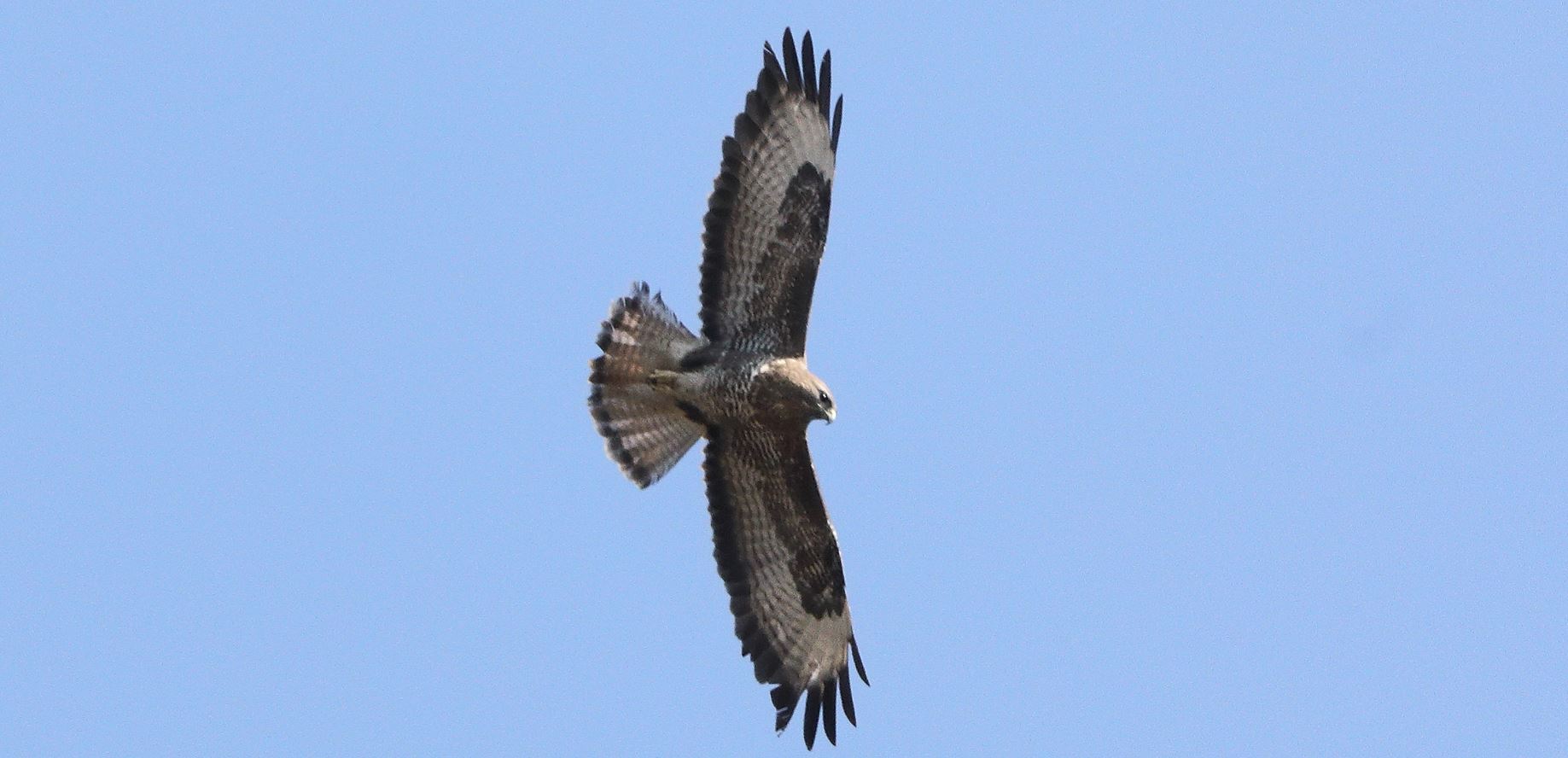 Buzzard 22-03-2022