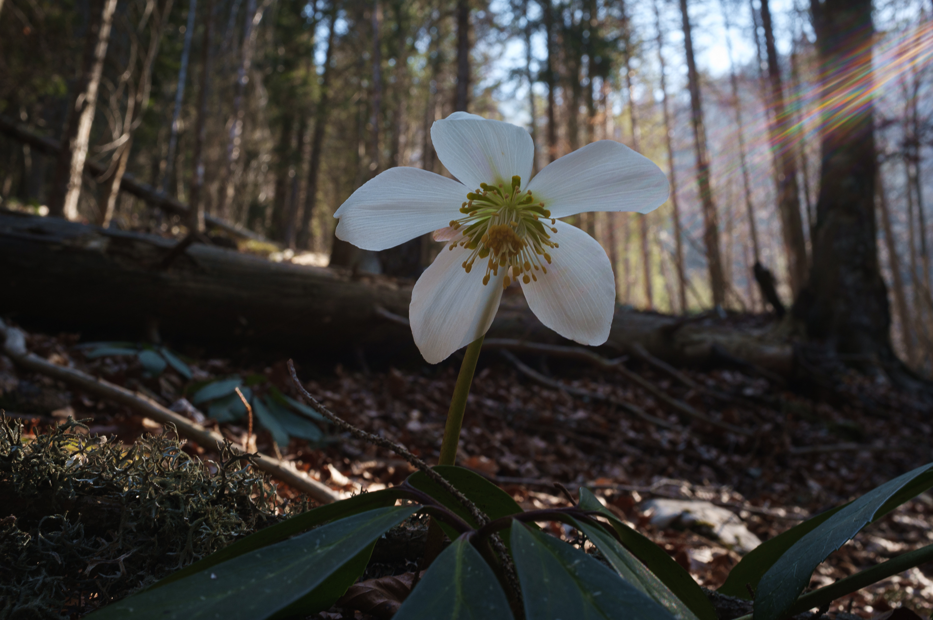 Christmas rose (hellebore)