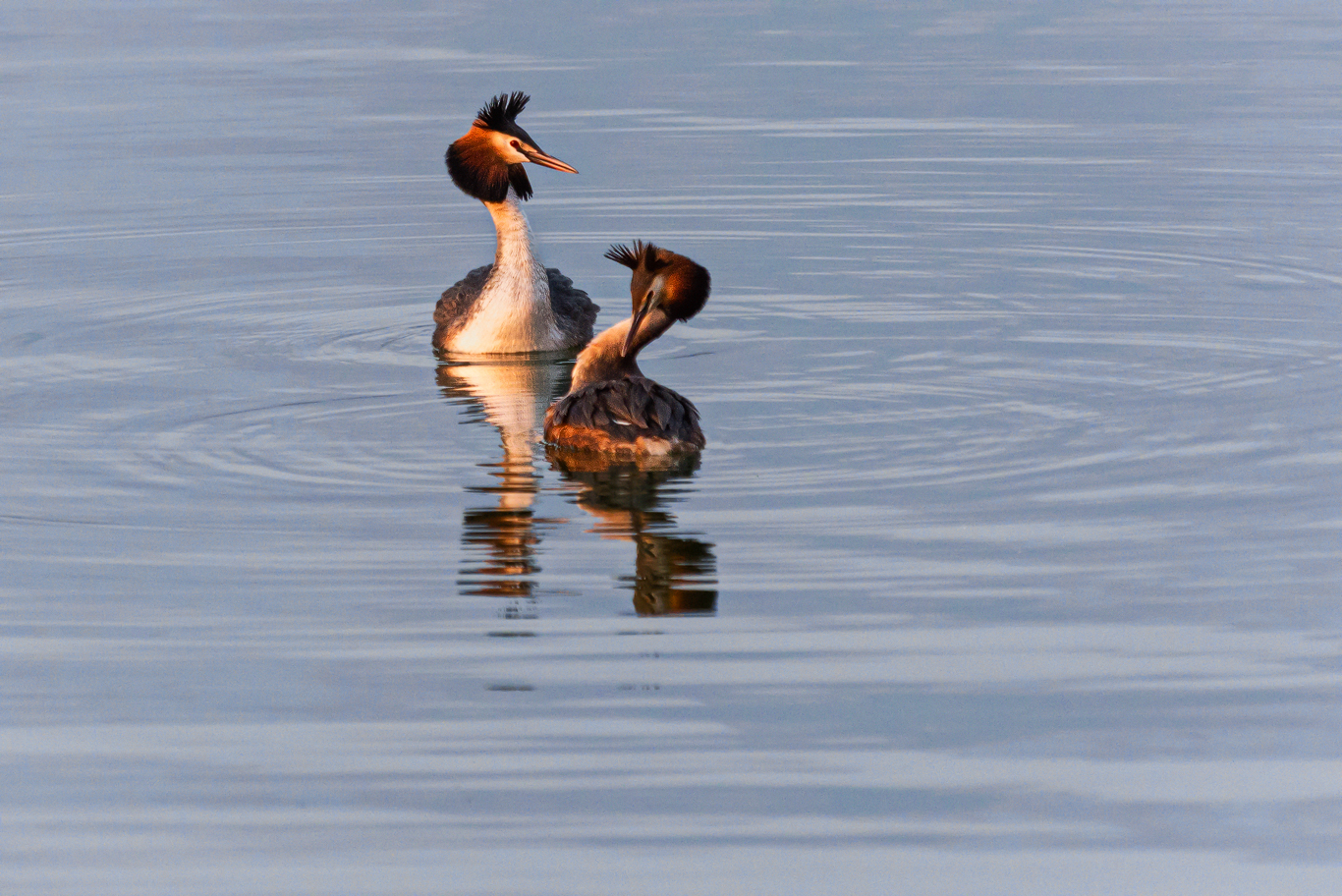 Love is in the air - Svasso maggiore