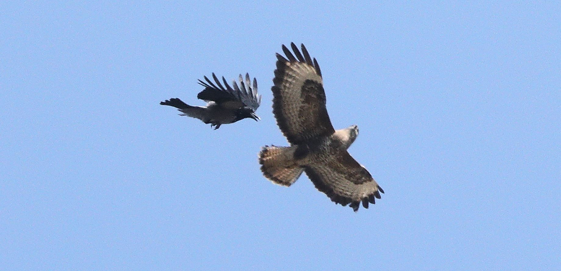 Buzzard 22-03-2022