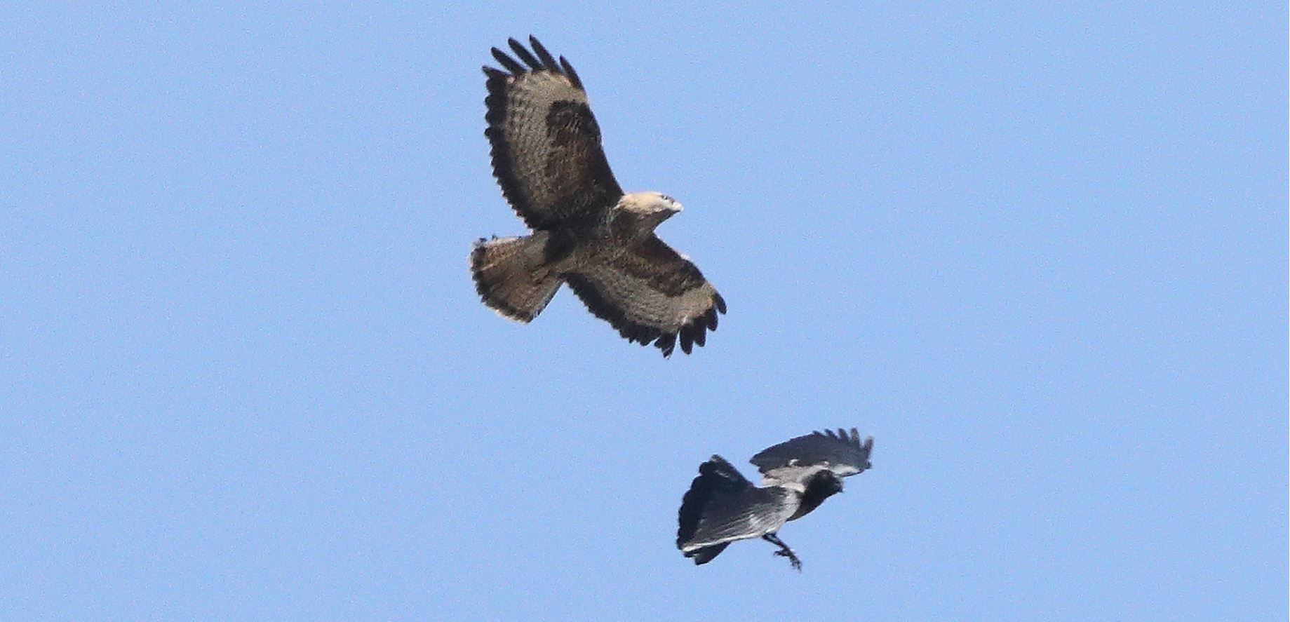 Buzzard 22-03-2022