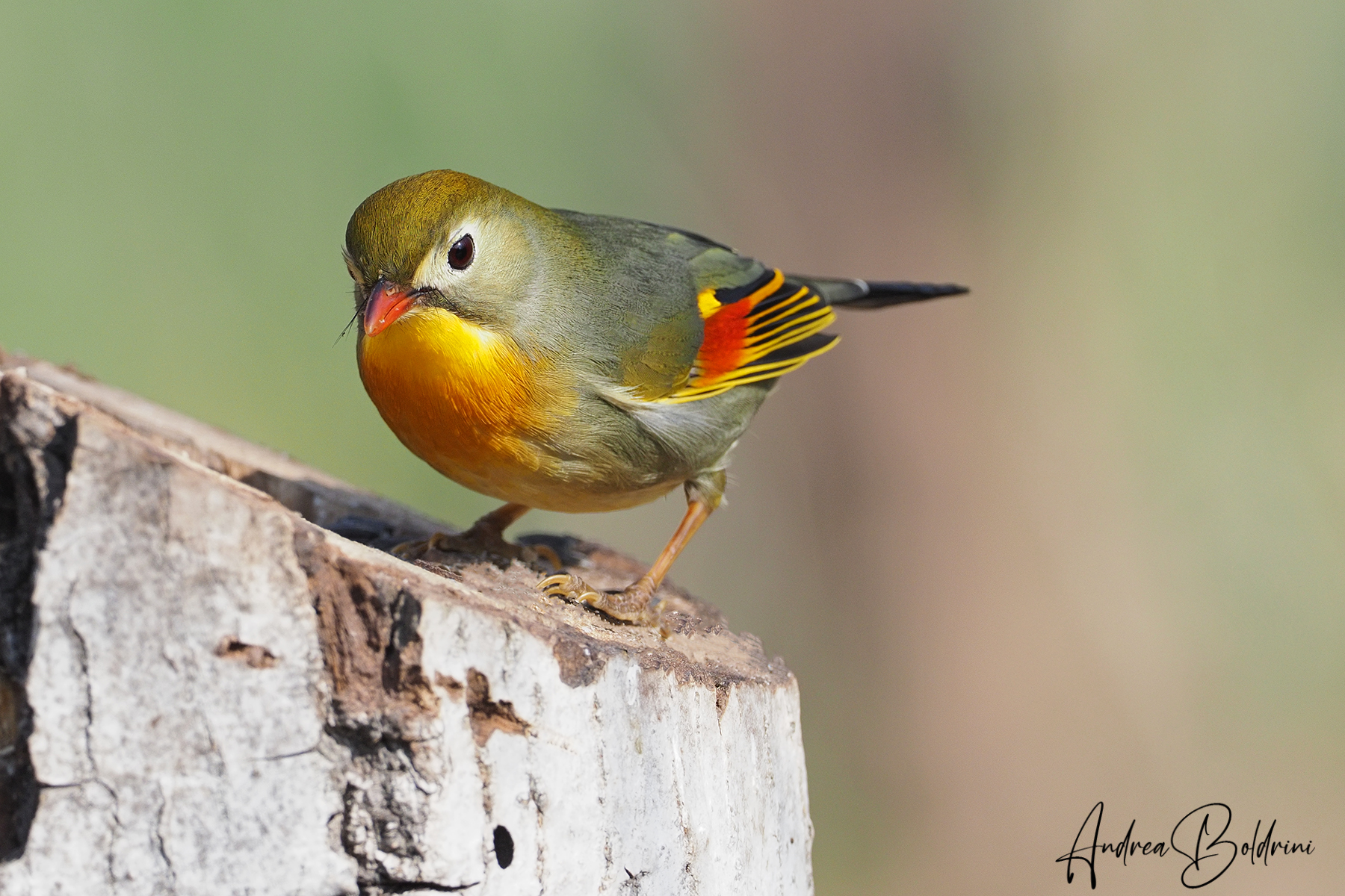 Usignolo del Giappone