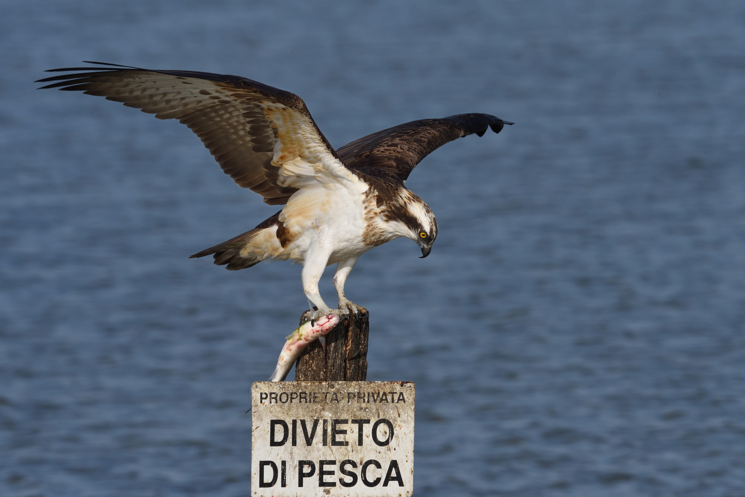 Osprey