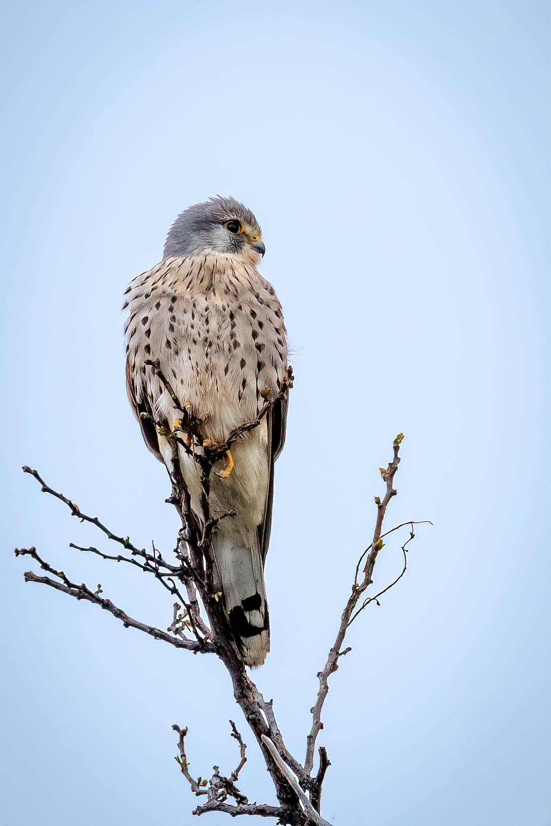 Giovane gheppio &male; posato