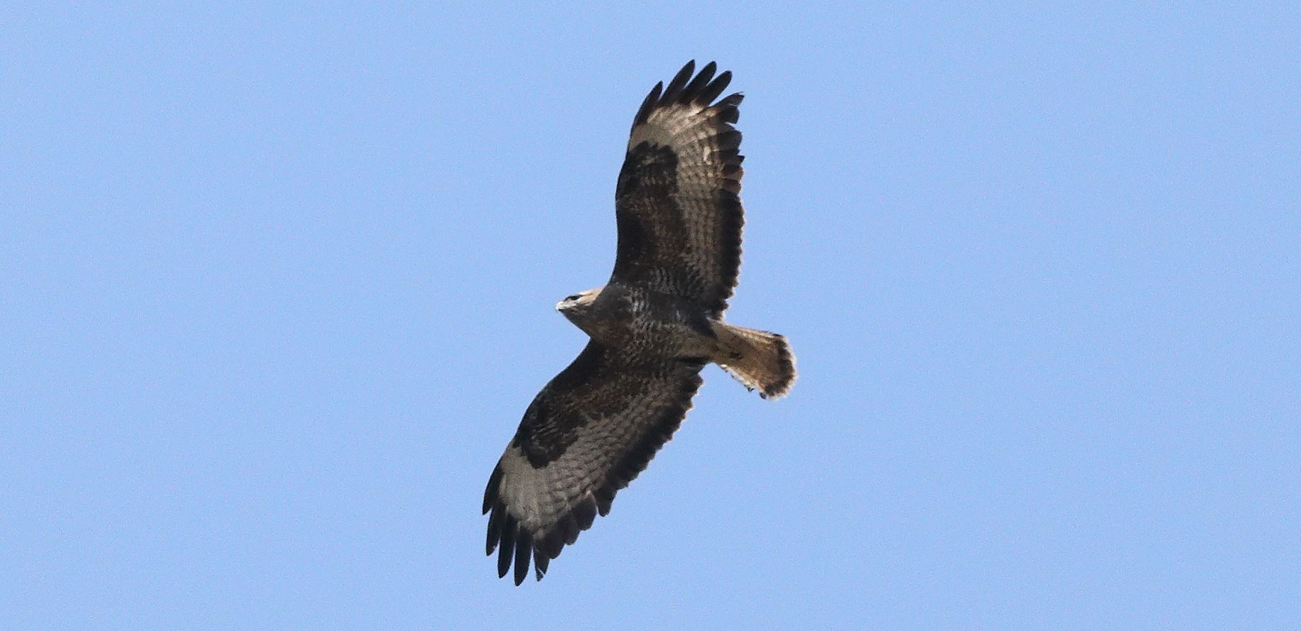 Buzzard 22-03-2022