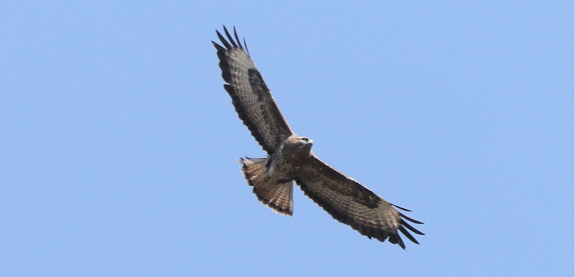 Buzzard 22-03-2022
