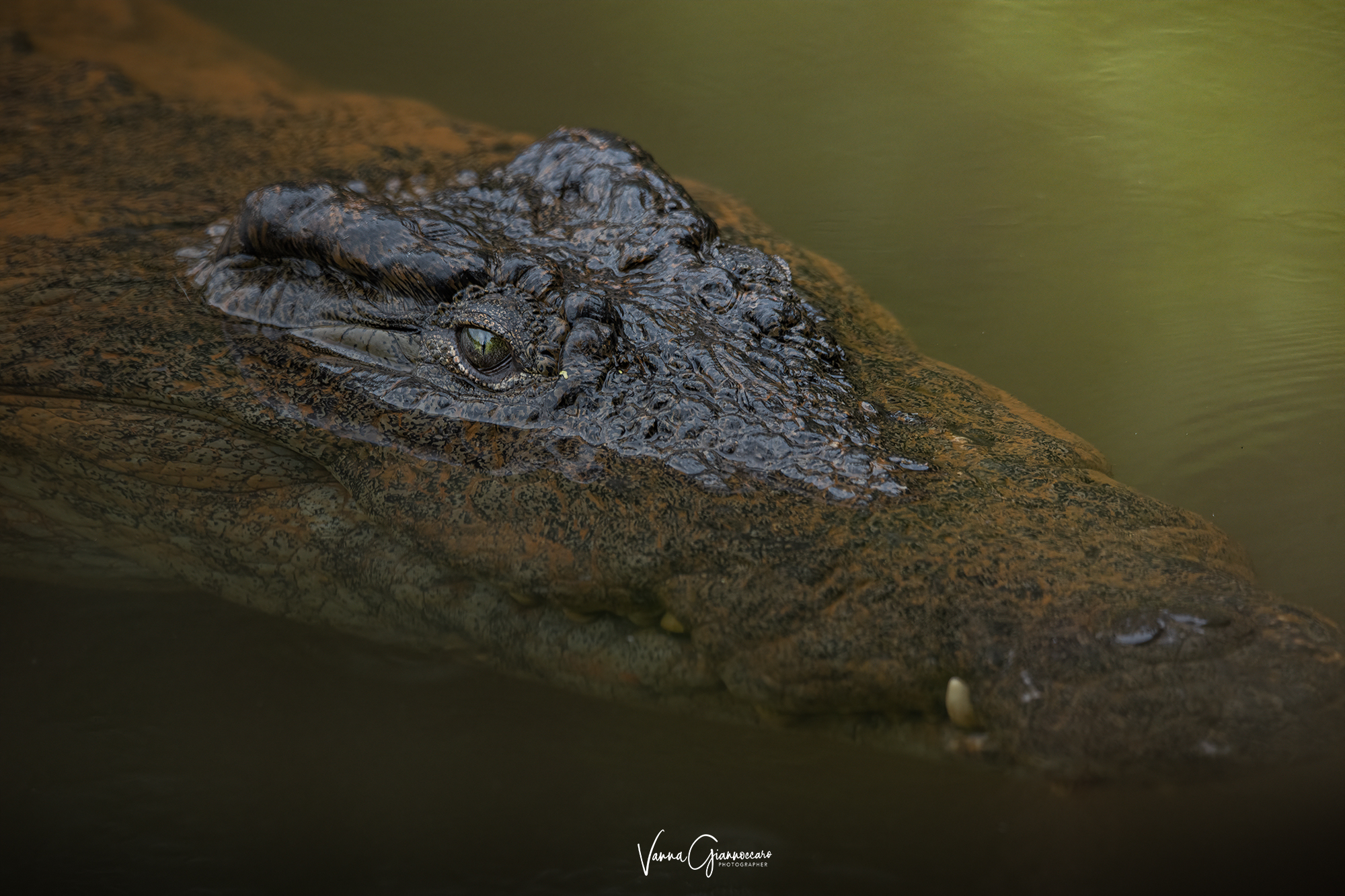 stavo per essere il suo pasto...