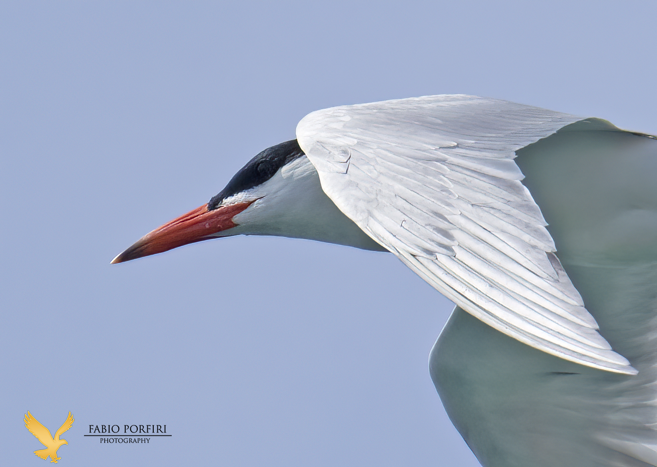 a portrait on the fly ... major tern