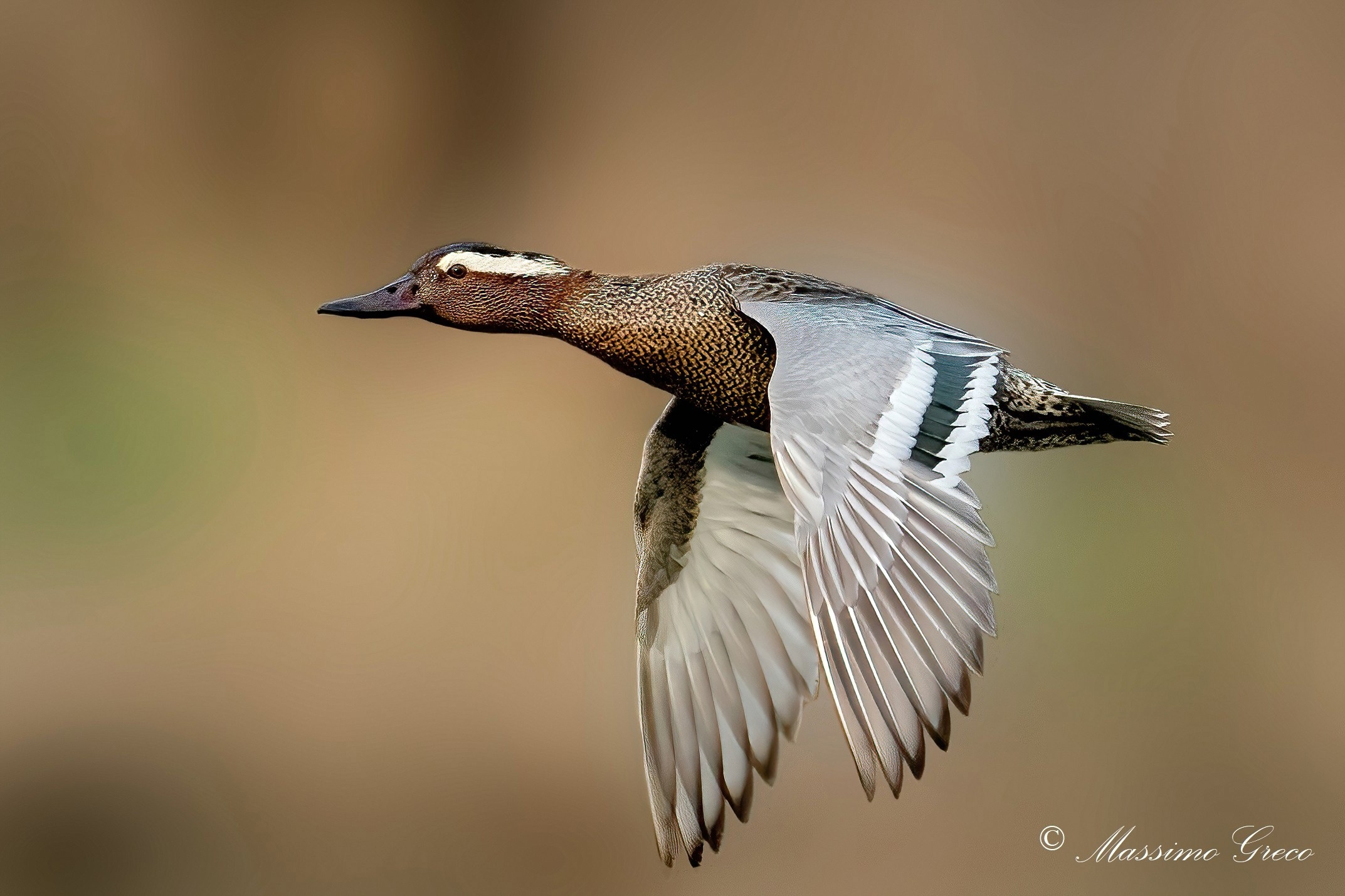 Marzaiola (Anas querquedula)