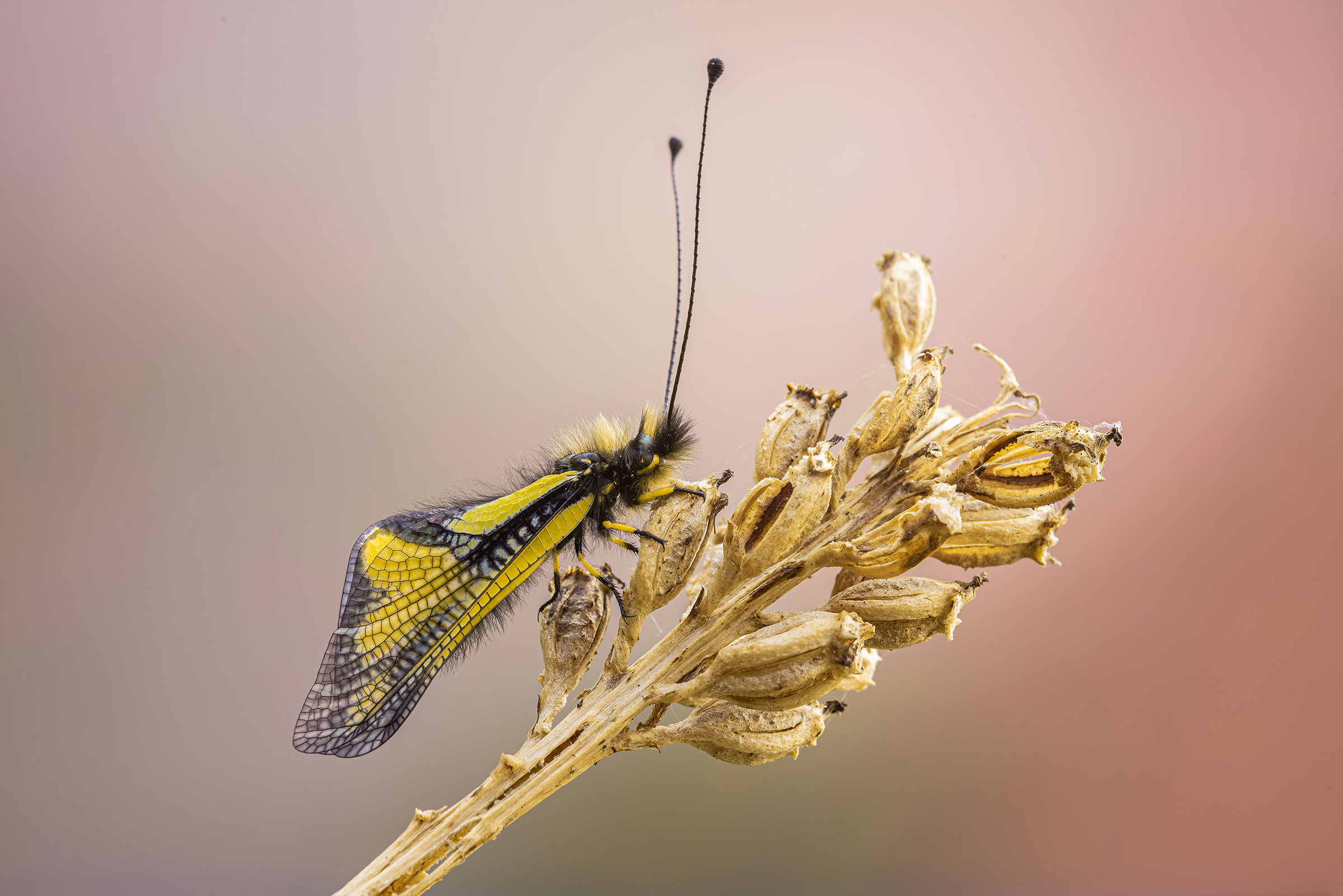 Libelloides coccaius