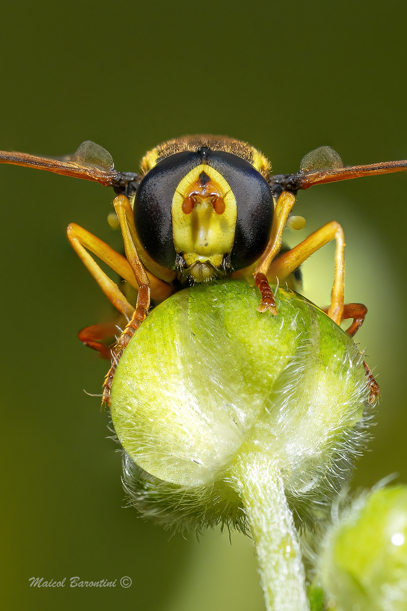 Vespidae